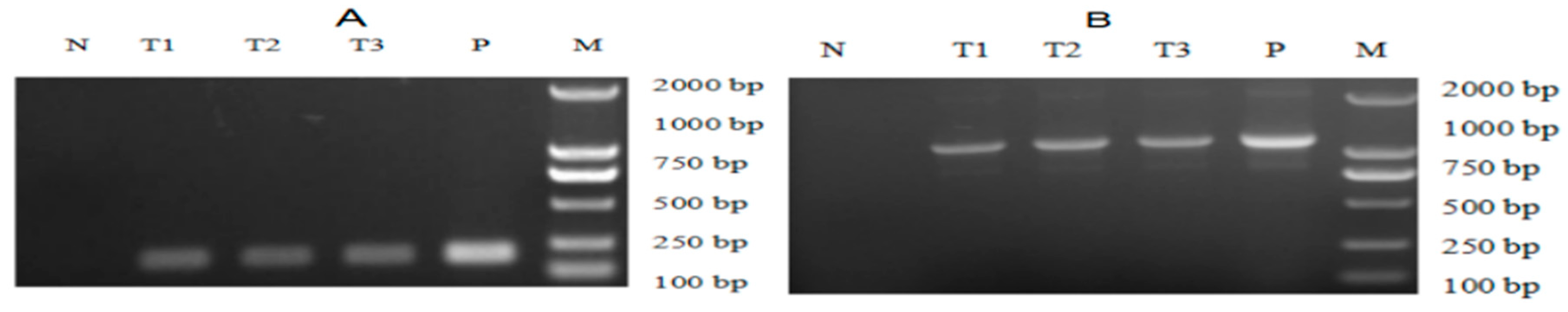 Marinedrugs 19 00239 g004 Marinedrugs 19 00239 g004