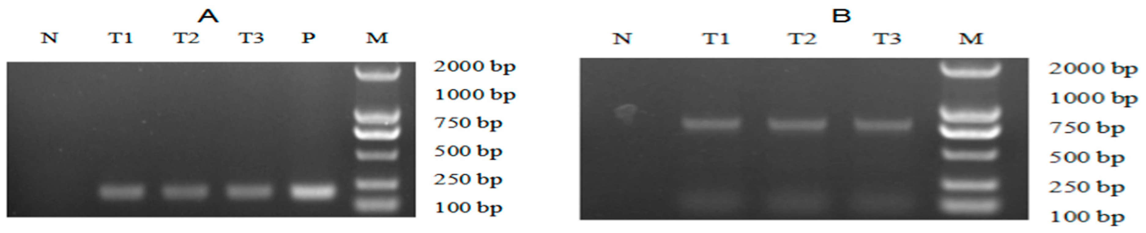 Marinedrugs 19 00239 g005 Marinedrugs 19 00239 g005