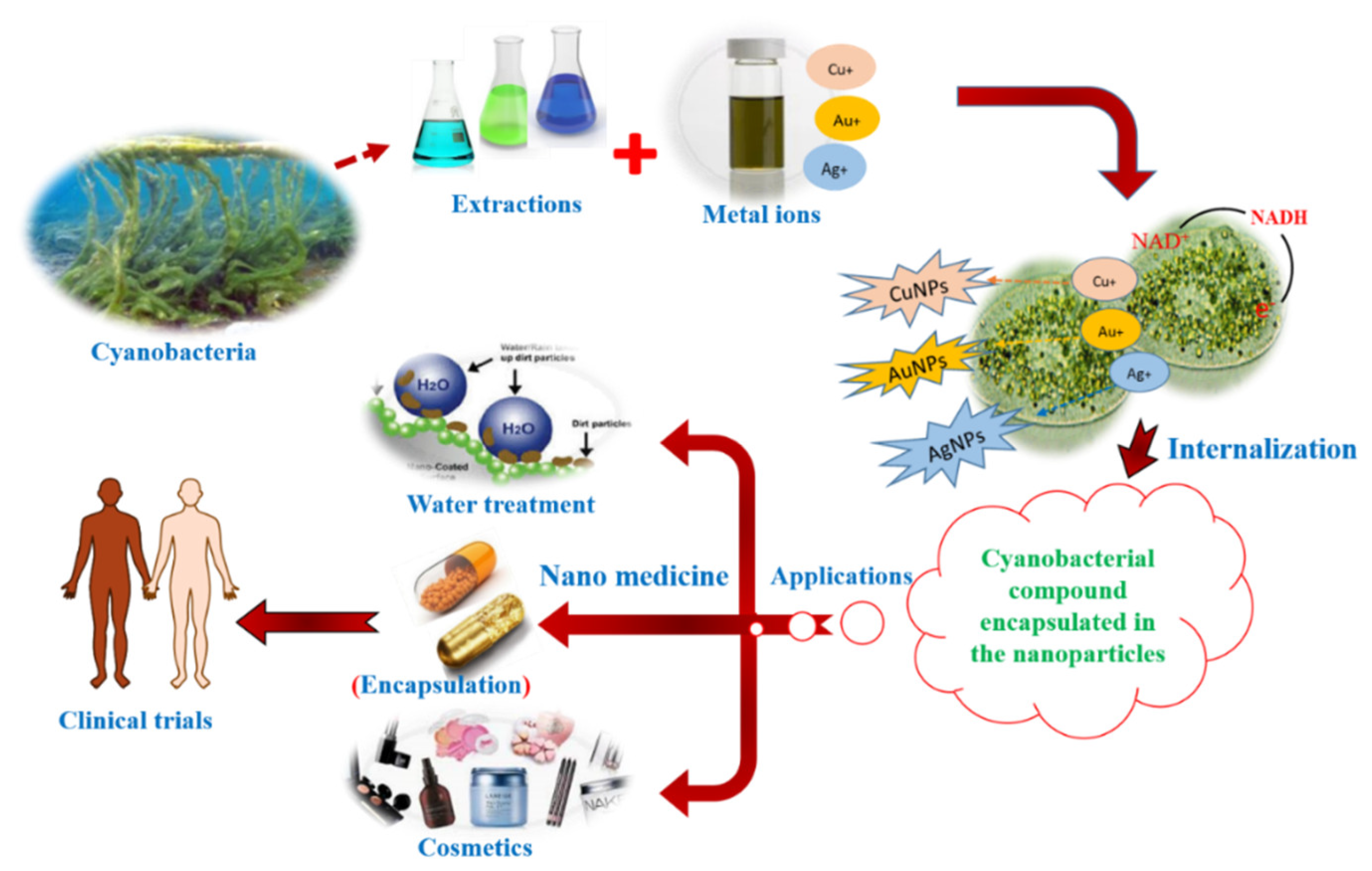 Marinedrugs 19 00241 g009