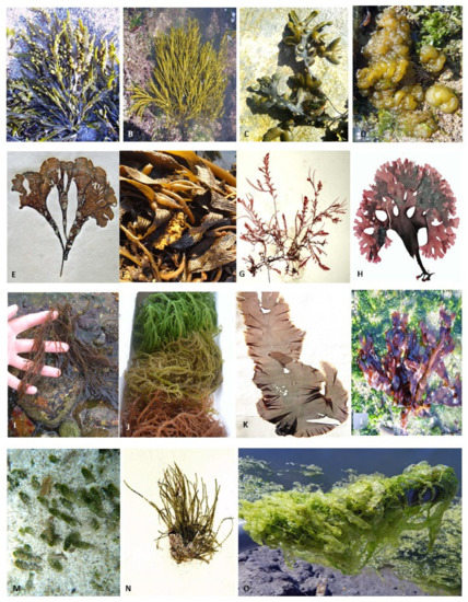 Marine Drugs | Free Full-Text | Environmental Impact on Seaweed ...