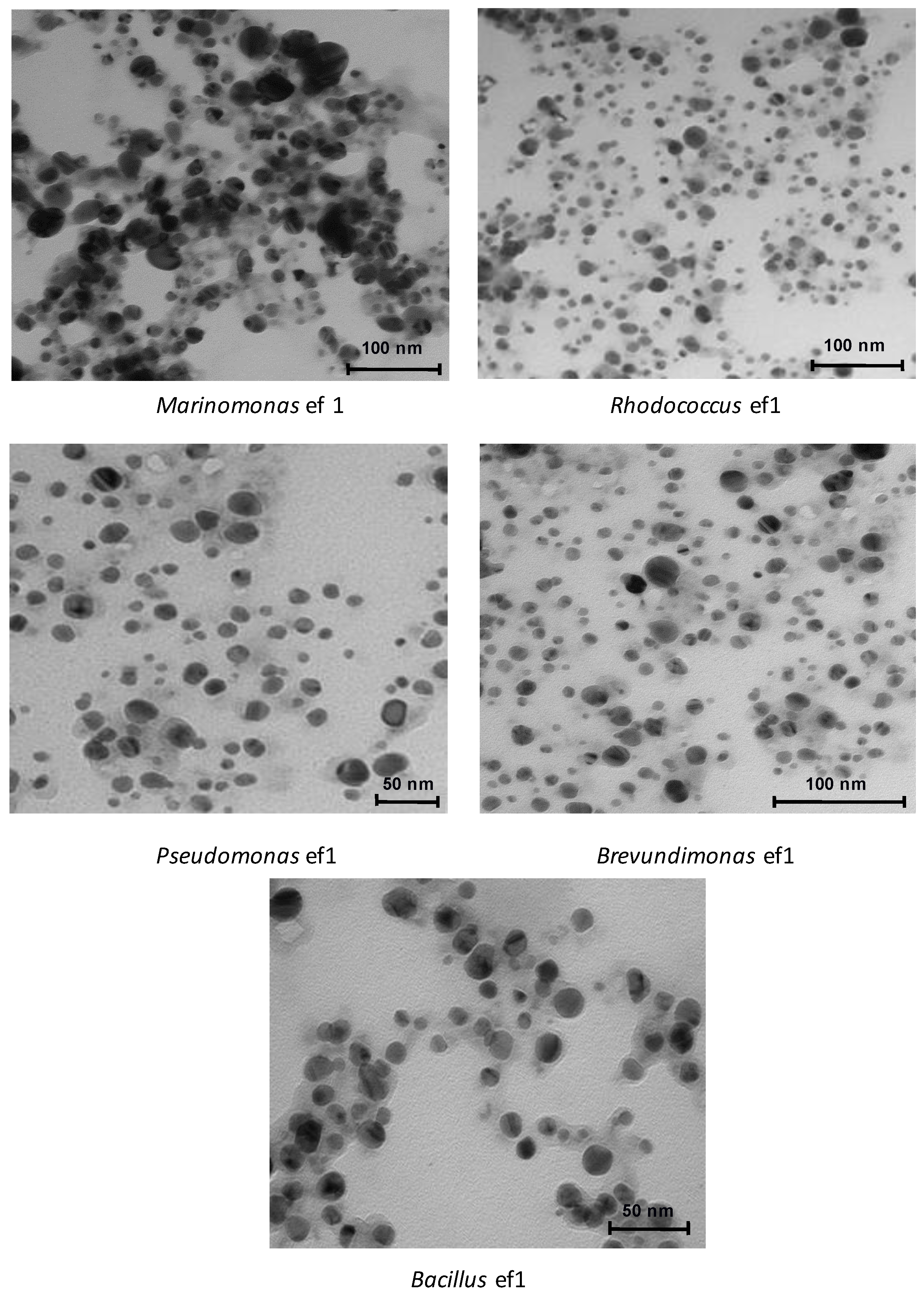 Marinedrugs 19 00263 g003