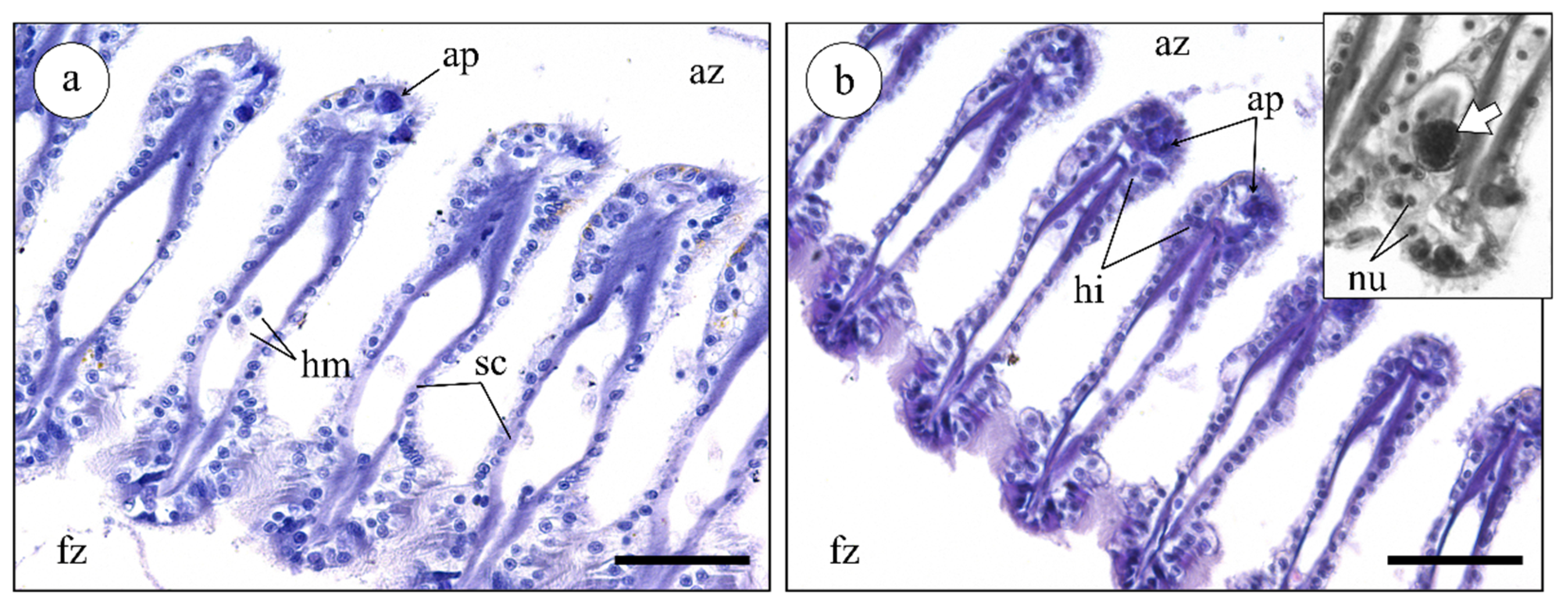 Marinedrugs 19 00276 g004 Marinedrugs 19 00276 g004