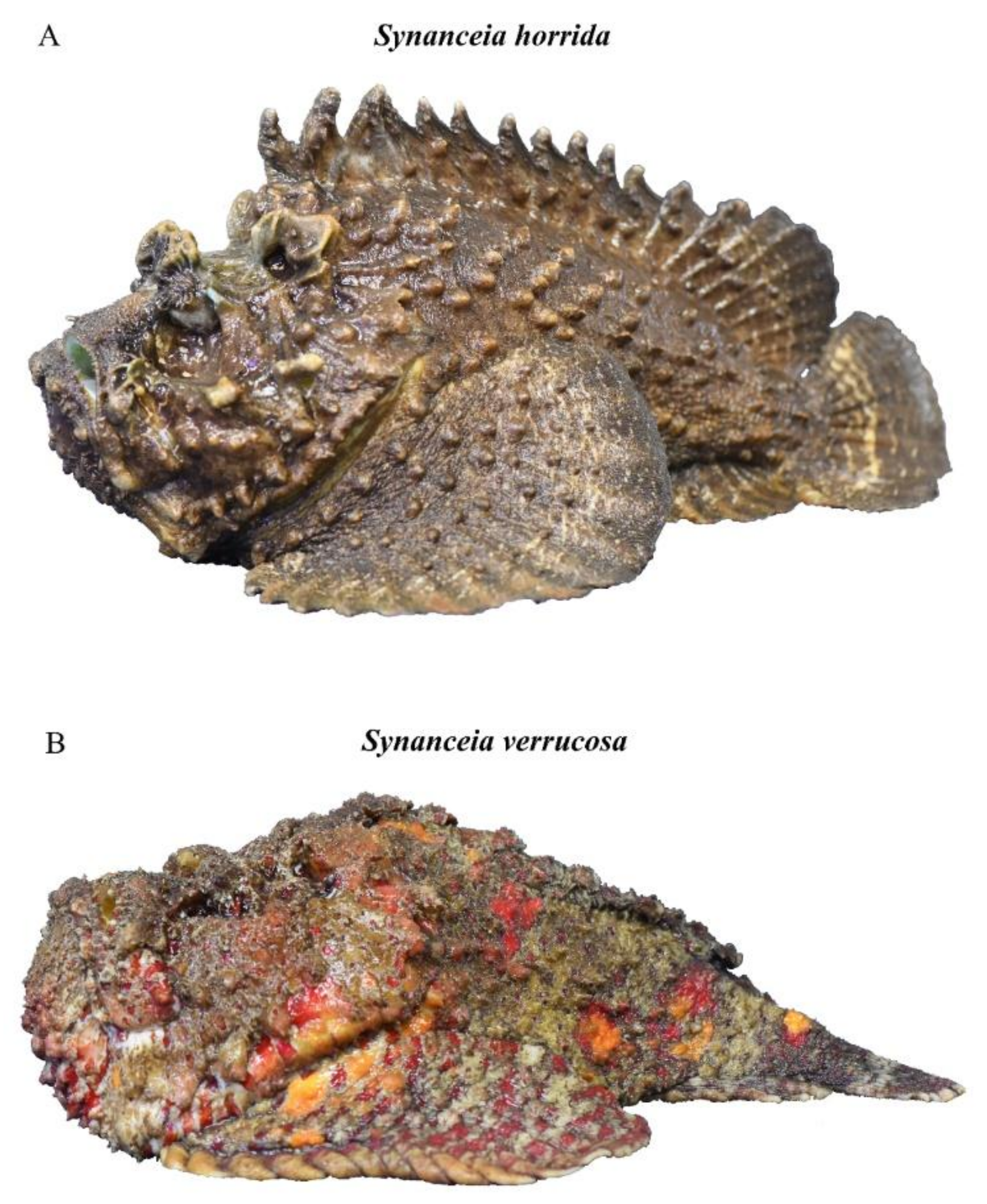 stonefish sting effects