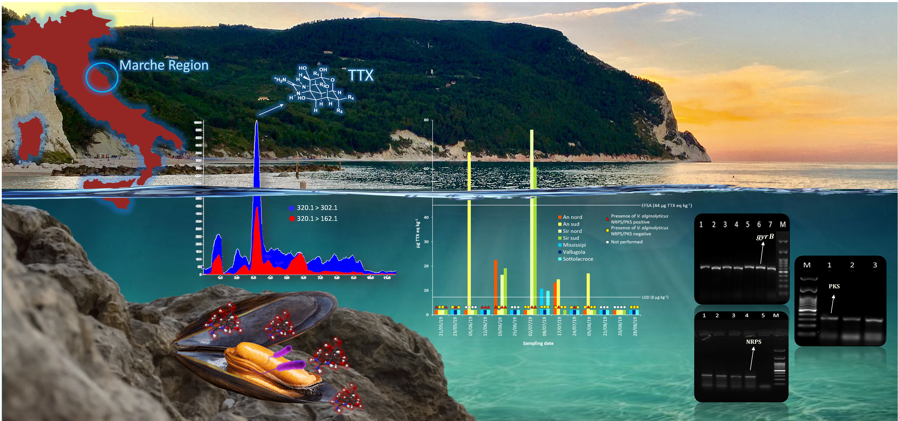 Marine Drugs Free Full Text Tetrodotoxins Ttxs And Vibrio Alginolyticus In Mussels From Central Adriatic Sea Italy Are They Closely Related Html