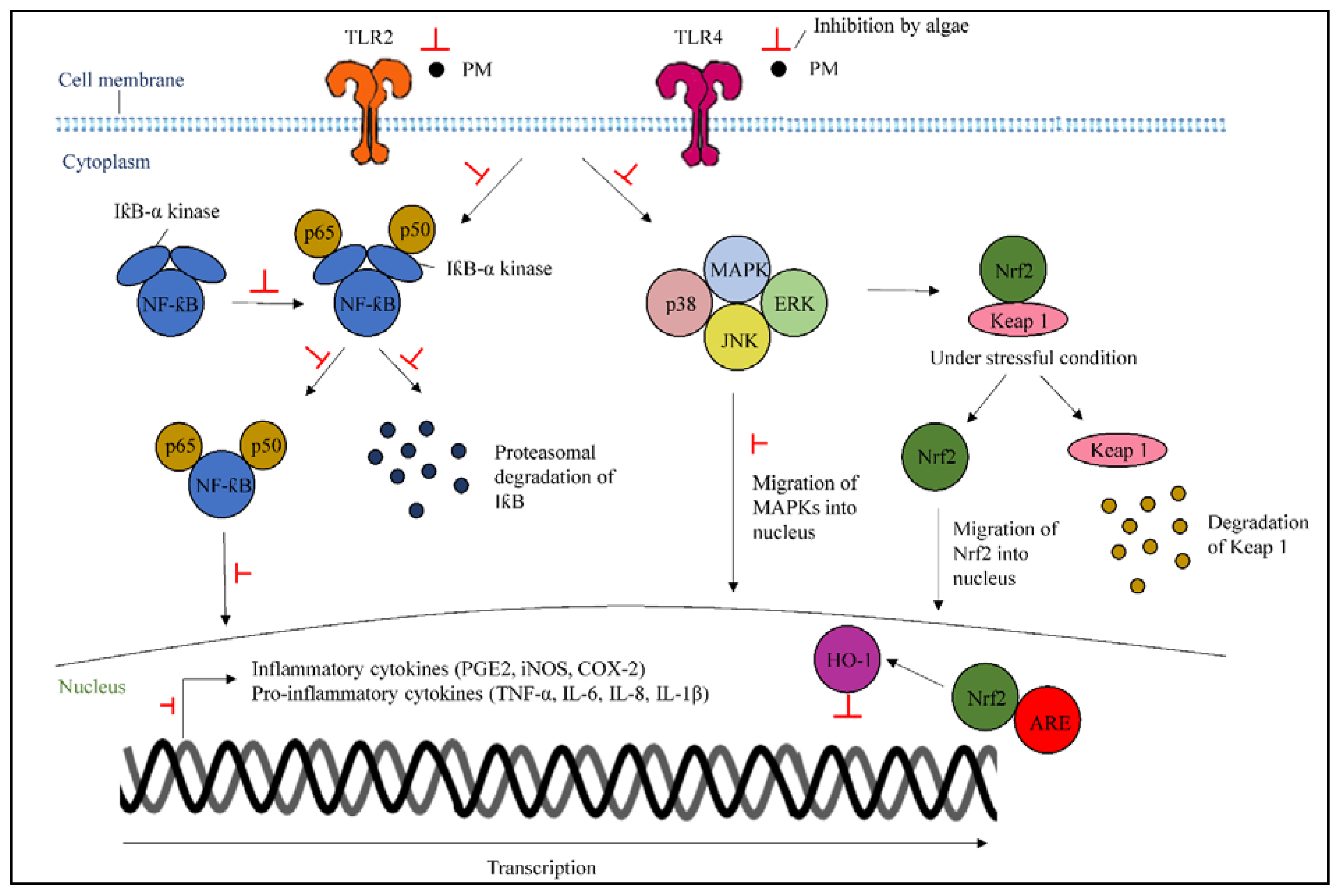 Marinedrugs 19 00317 g004
