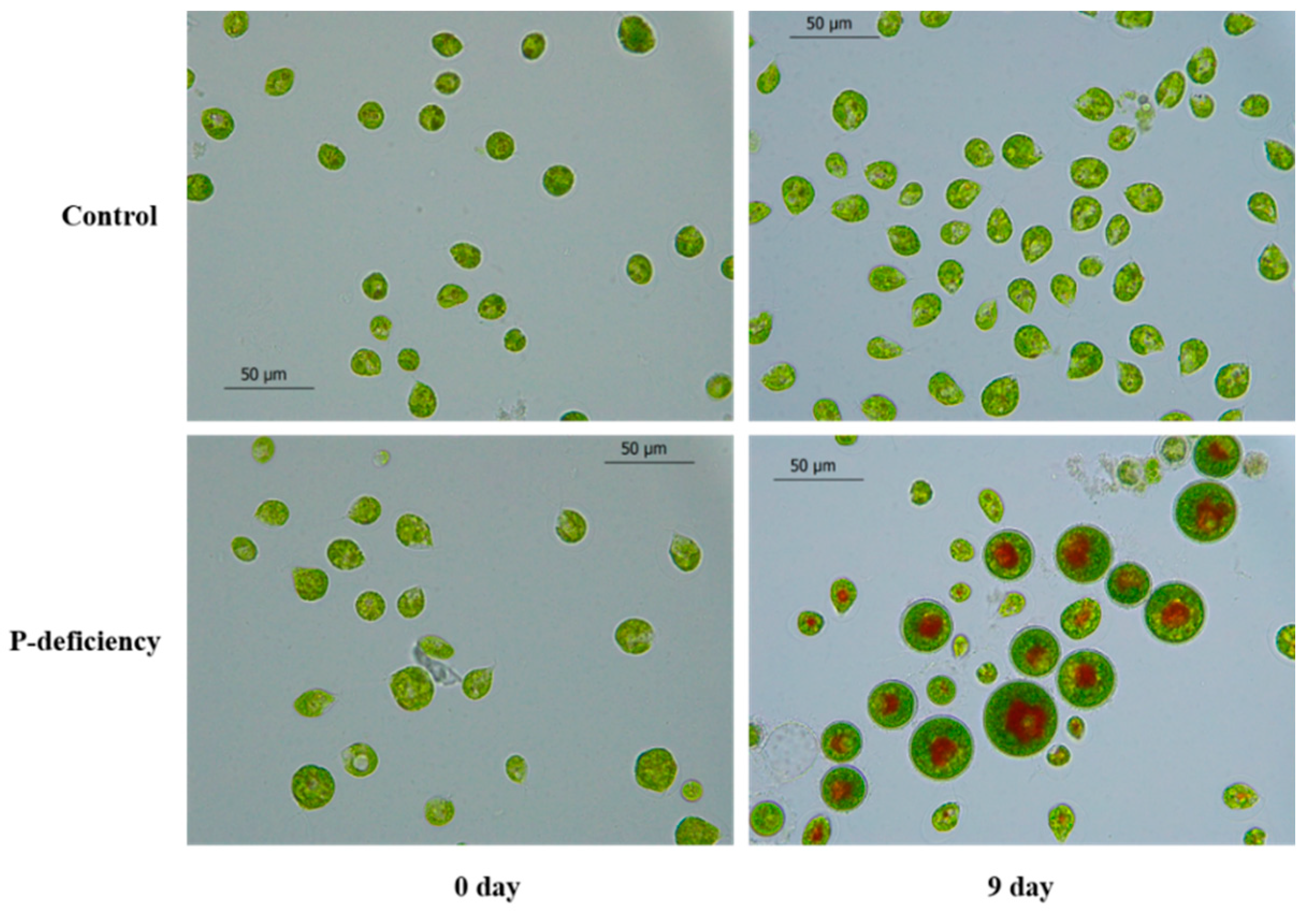 Marinedrugs 19 00337 g002 Marinedrugs 19 00337 g002