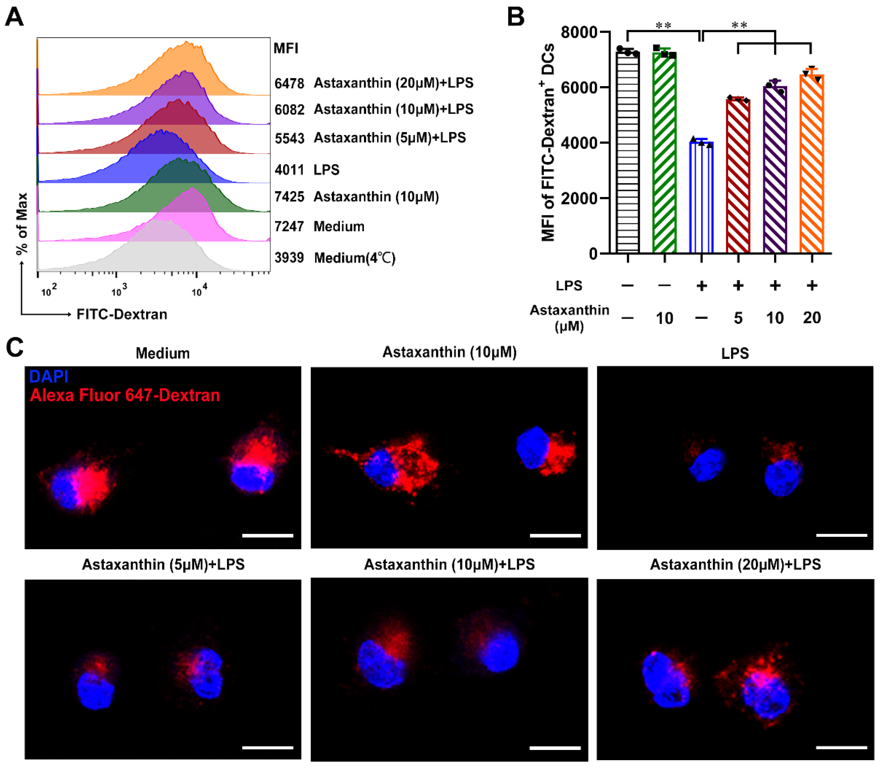 Marinedrugs 19 00346 g005 Marinedrugs 19 00346 g005