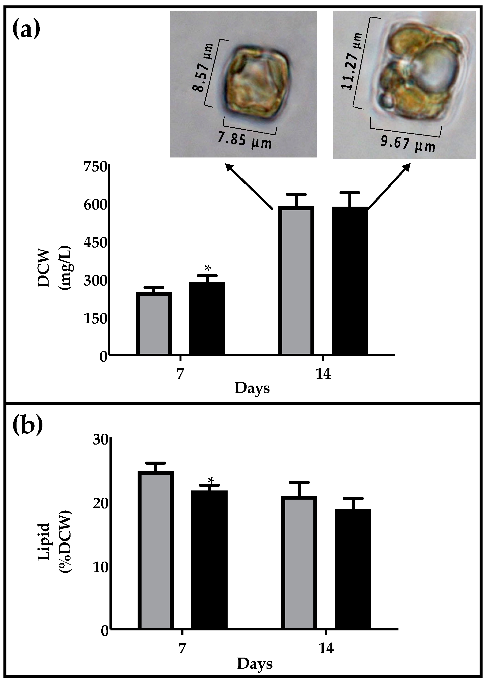 Marinedrugs 19 00355 g002
