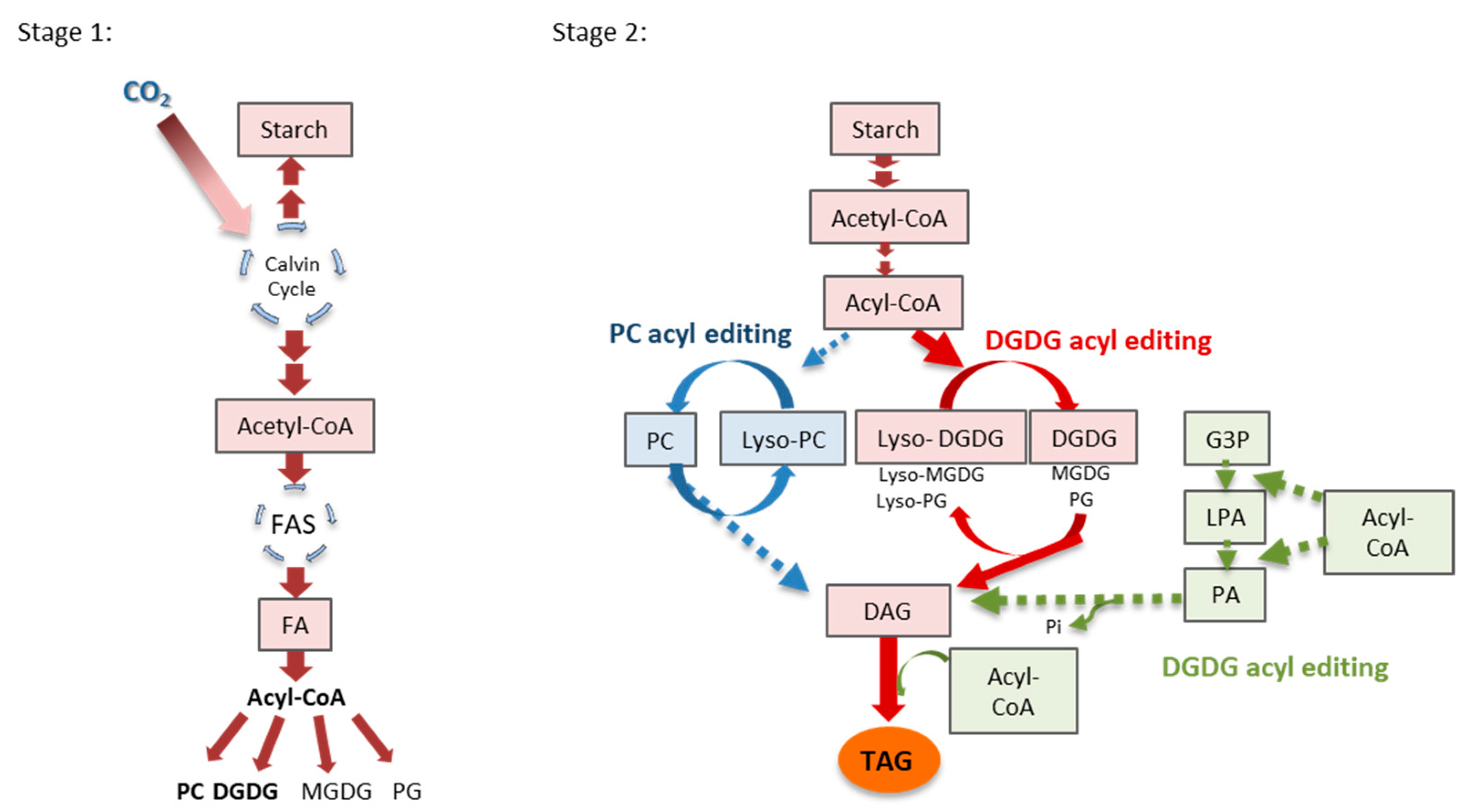 Marinedrugs 19 00368 sch001
