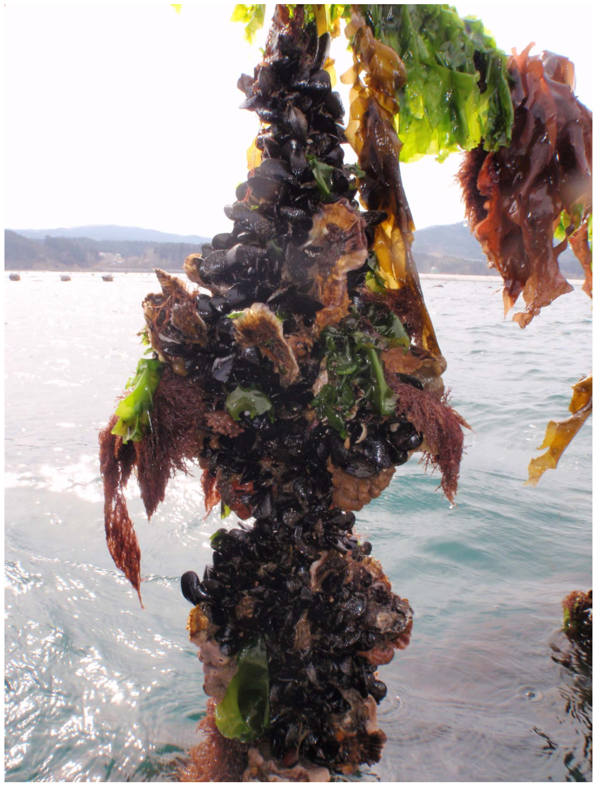 Marinedrugs 19 00369 g006