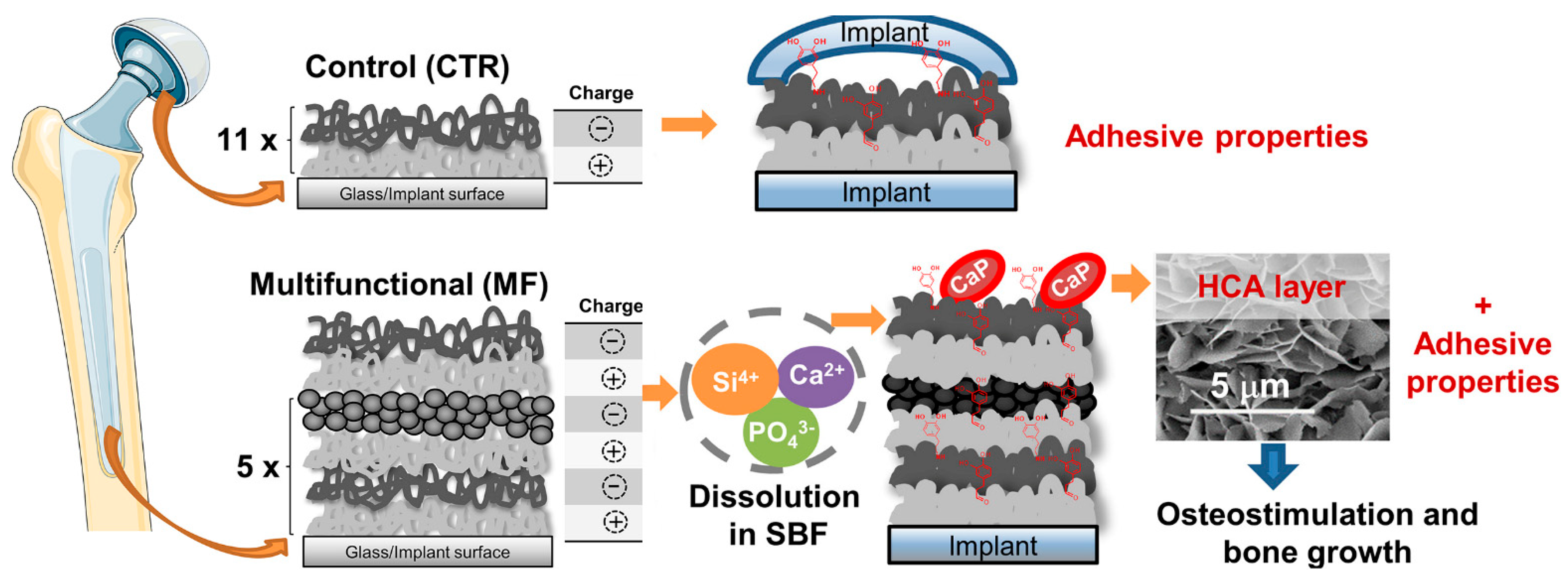 Marinedrugs 19 00372 g006