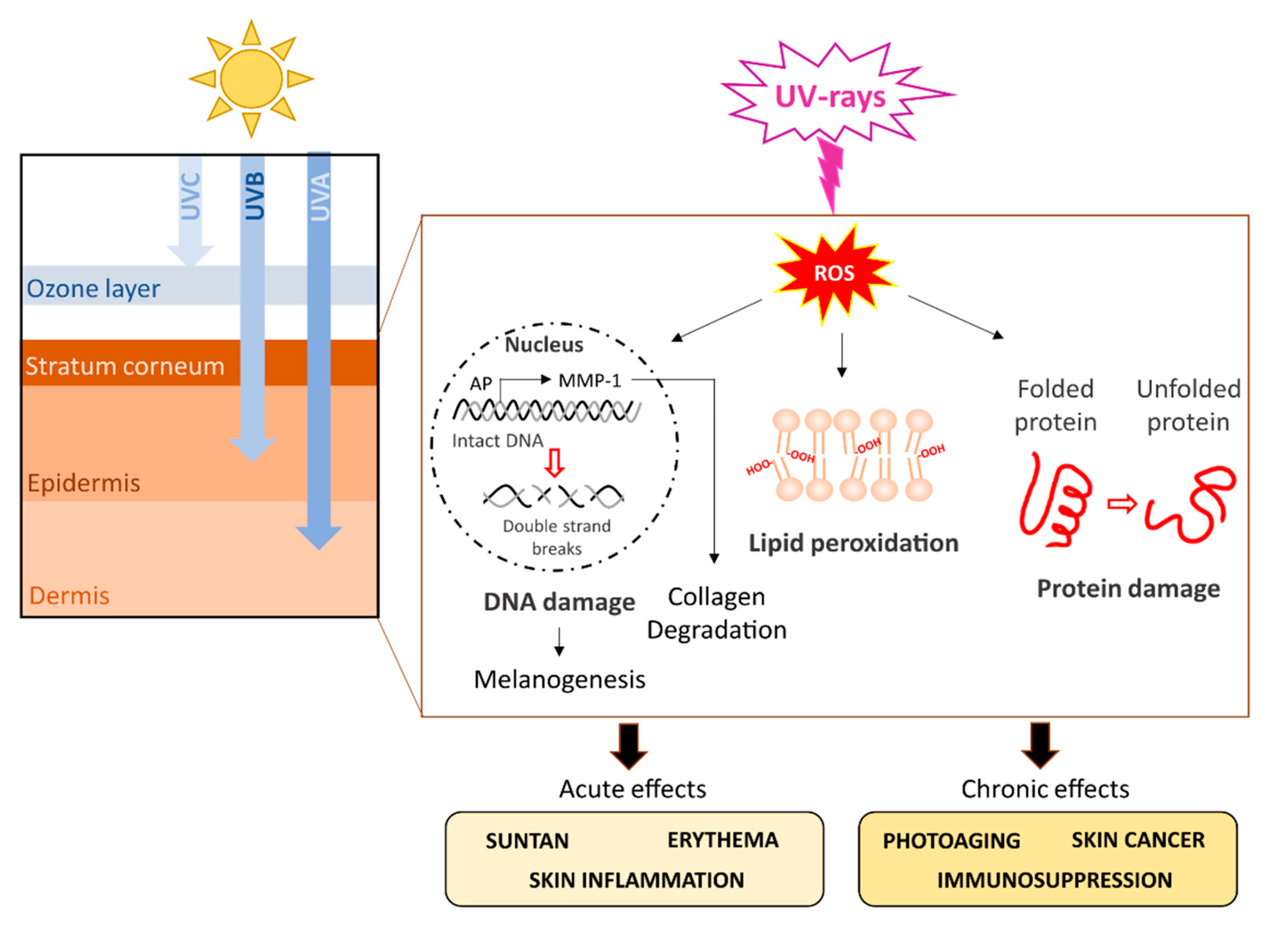 Marinedrugs 19 00379 g003 Marinedrugs 19 00379 g003