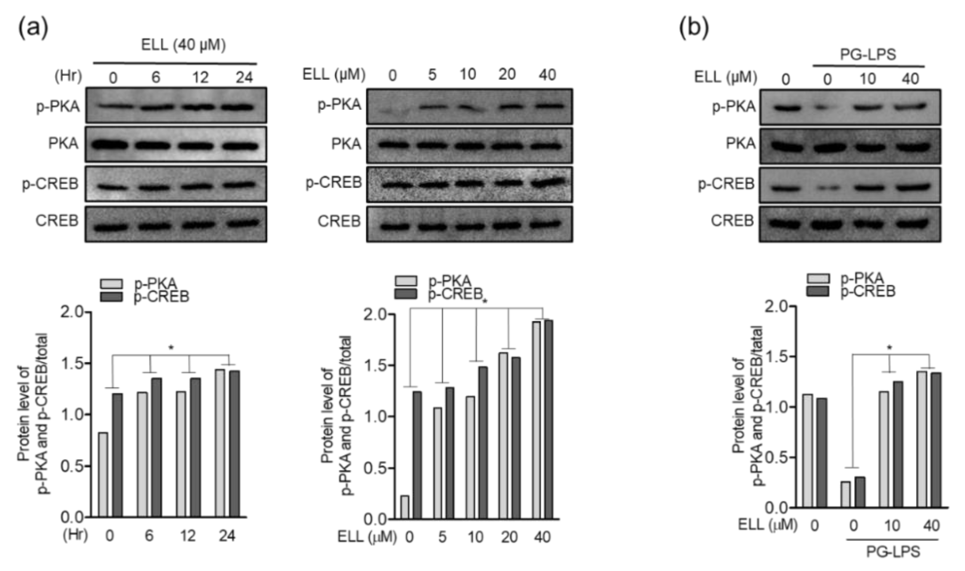 Marinedrugs 19 00388 g004