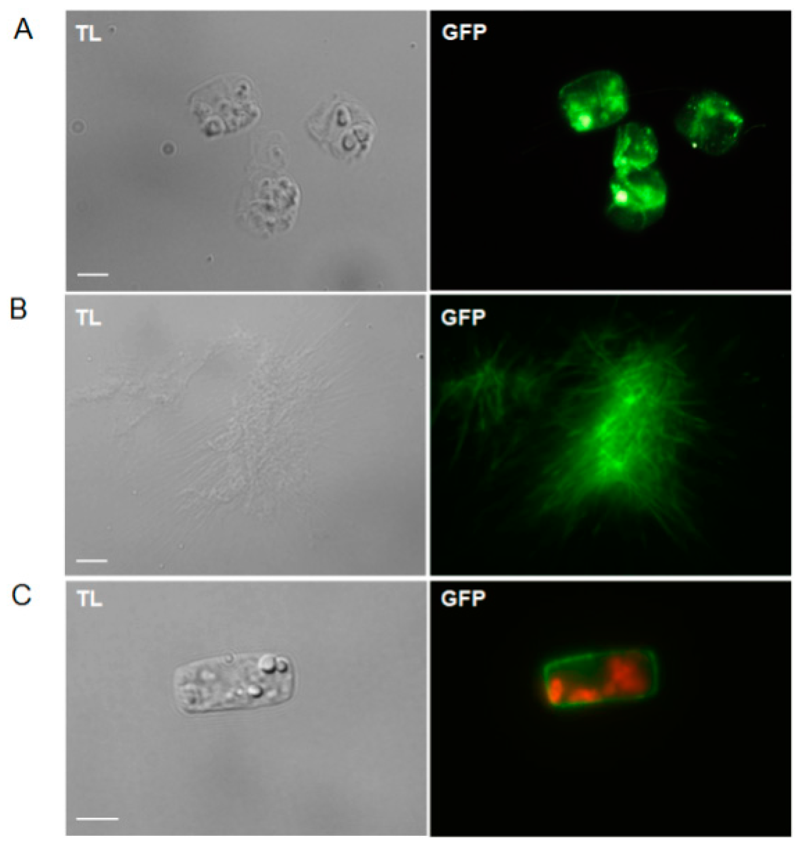 Marinedrugs 19 00392 g002