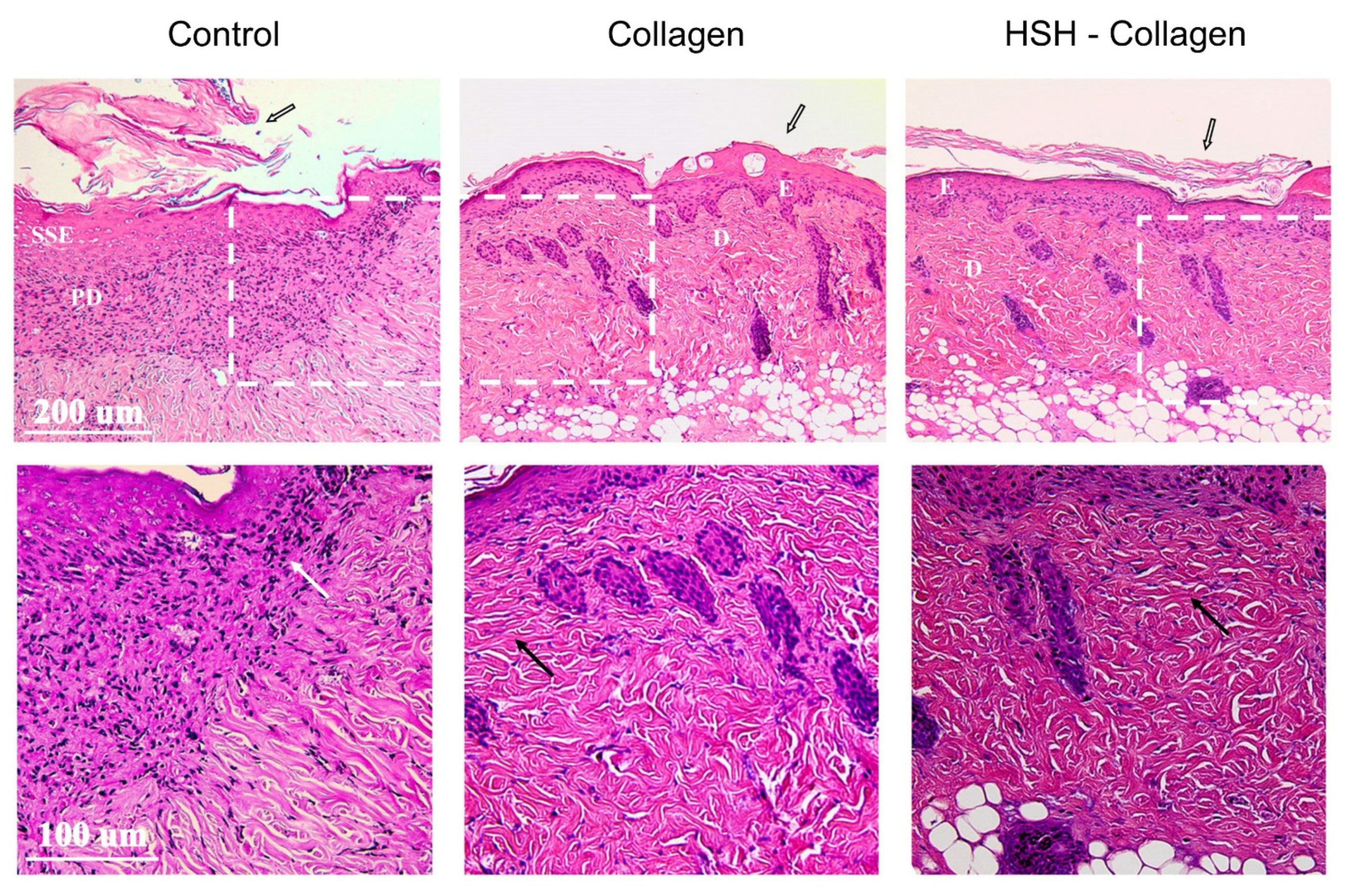Marinedrugs 19 00396 g002
