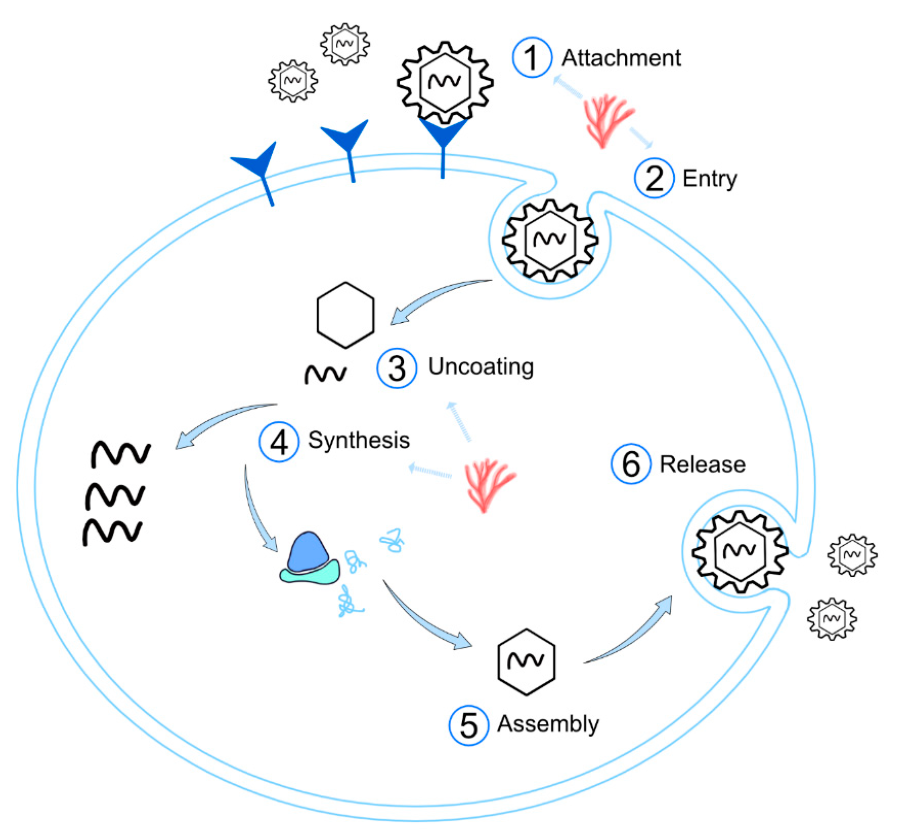 Marinedrugs 19 00437 g003