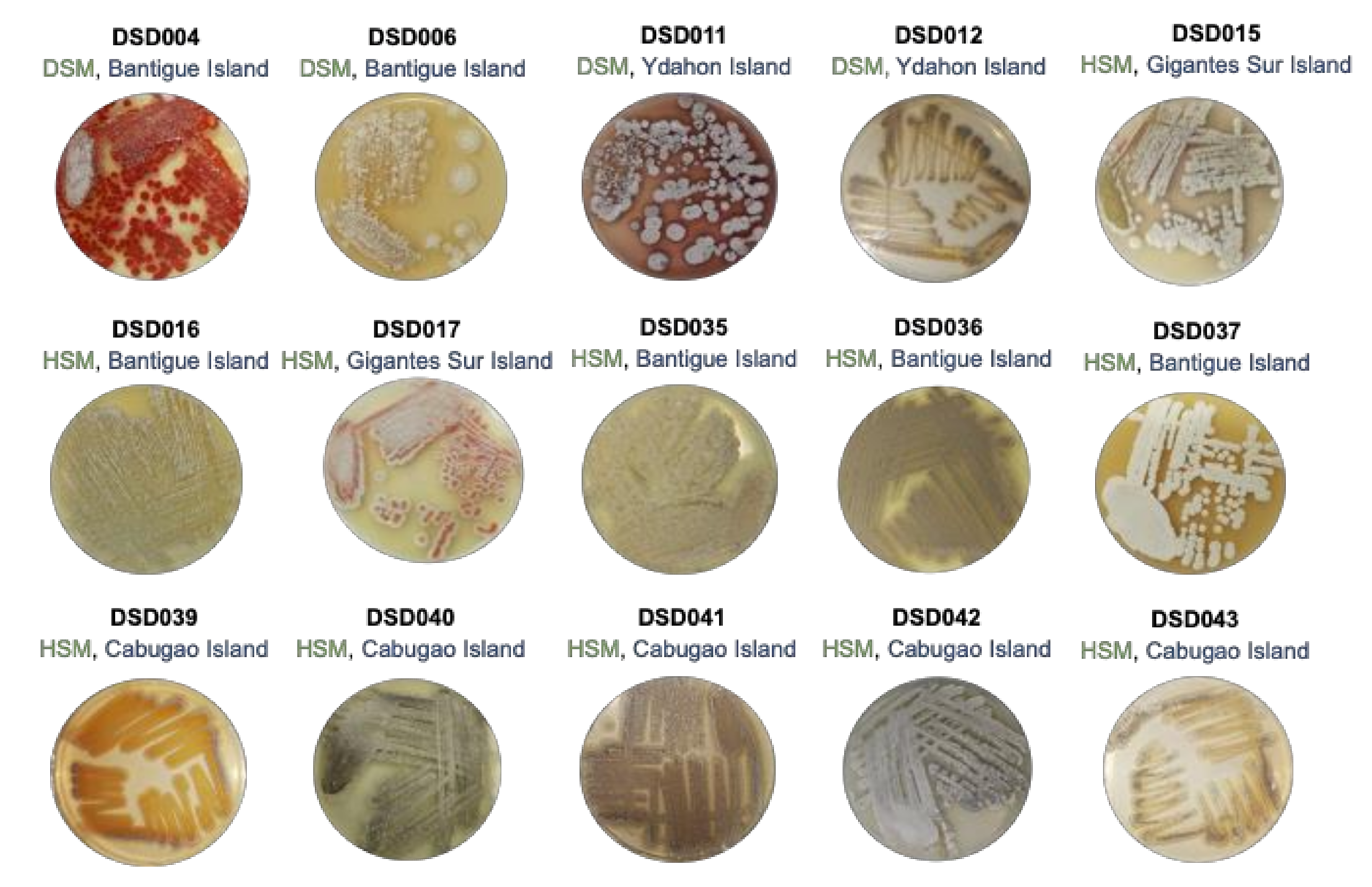 Marinedrugs 19 00441 g001