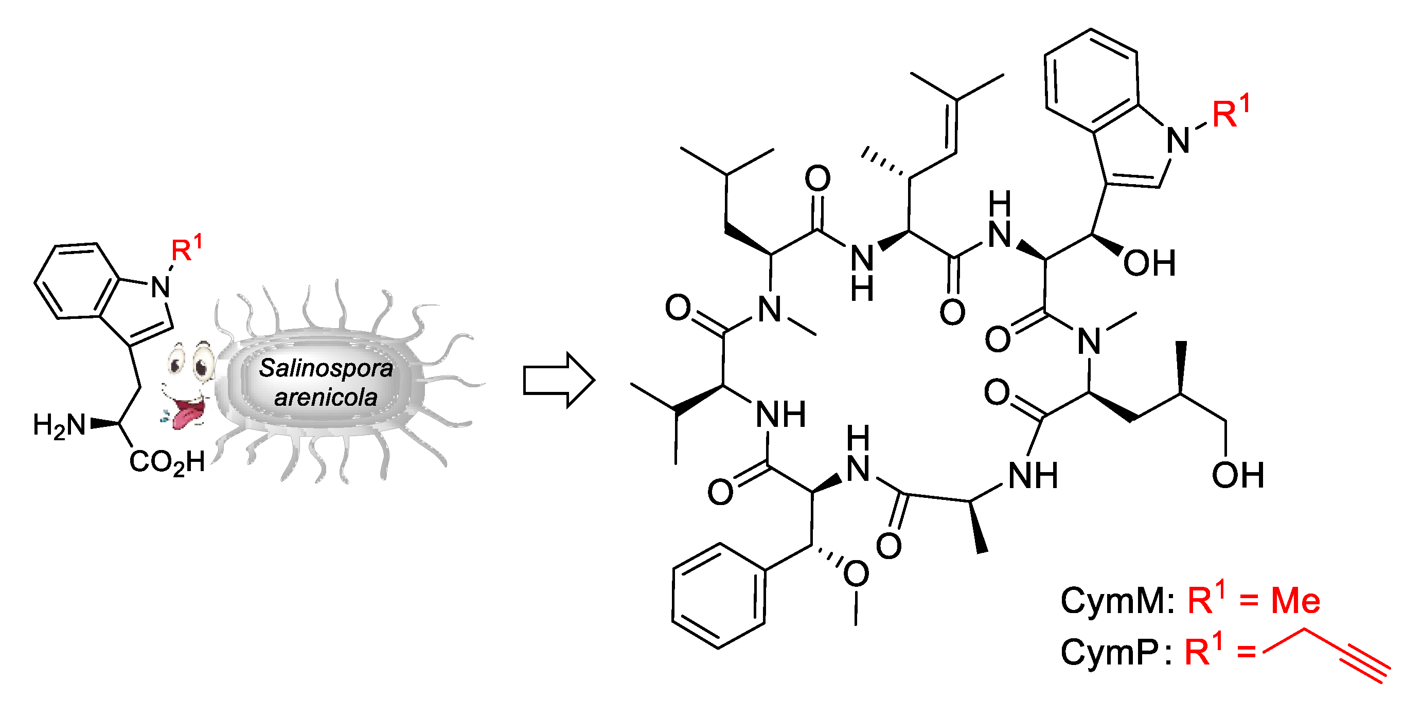 Marinedrugs 19 00446 sch016 Marinedrugs 19 00446 sch016