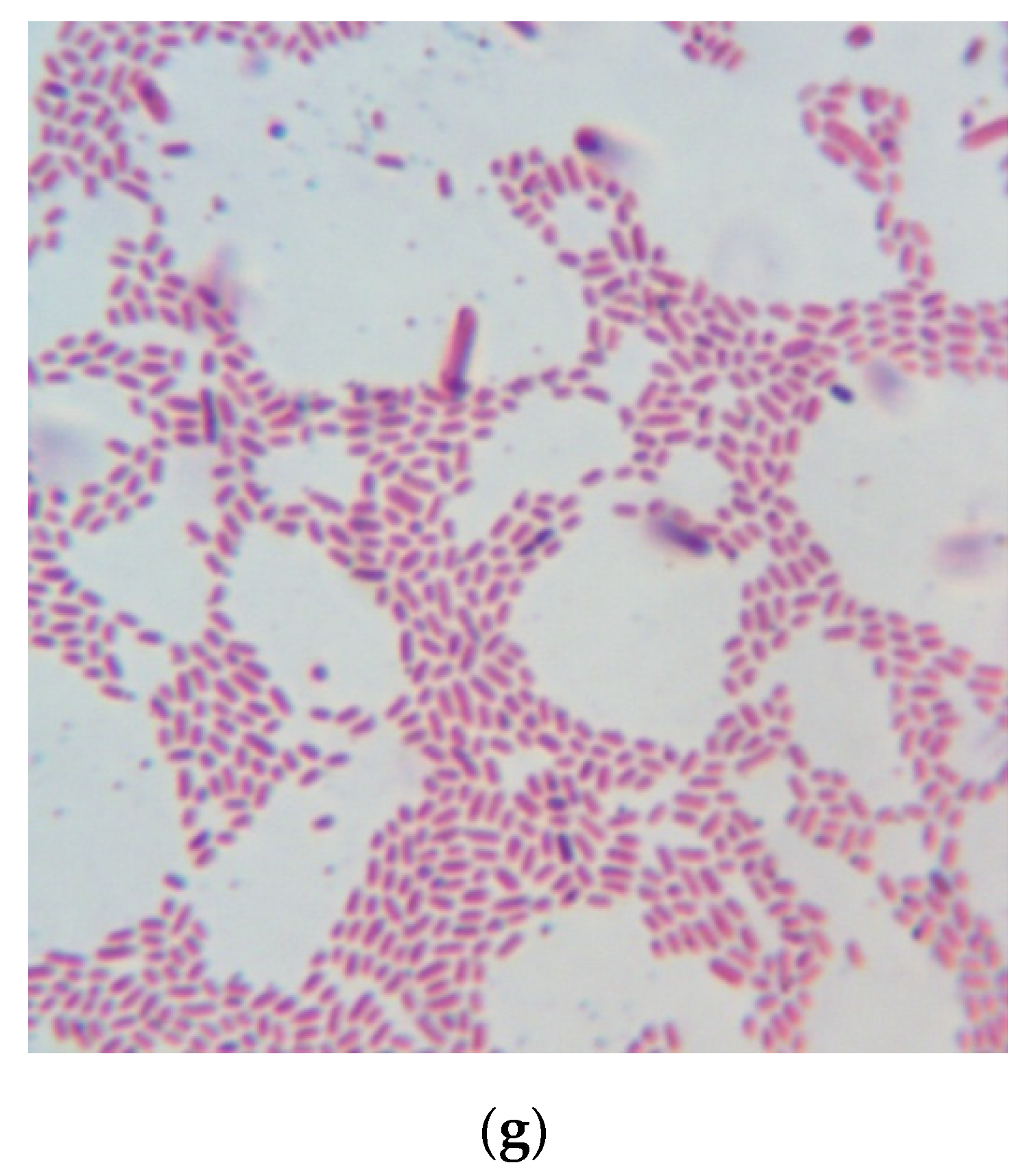 Marinedrugs 19 00472 g007b