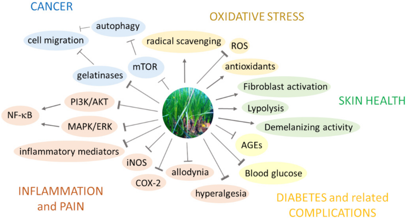 Marinedrugs 19 00476 g003 550