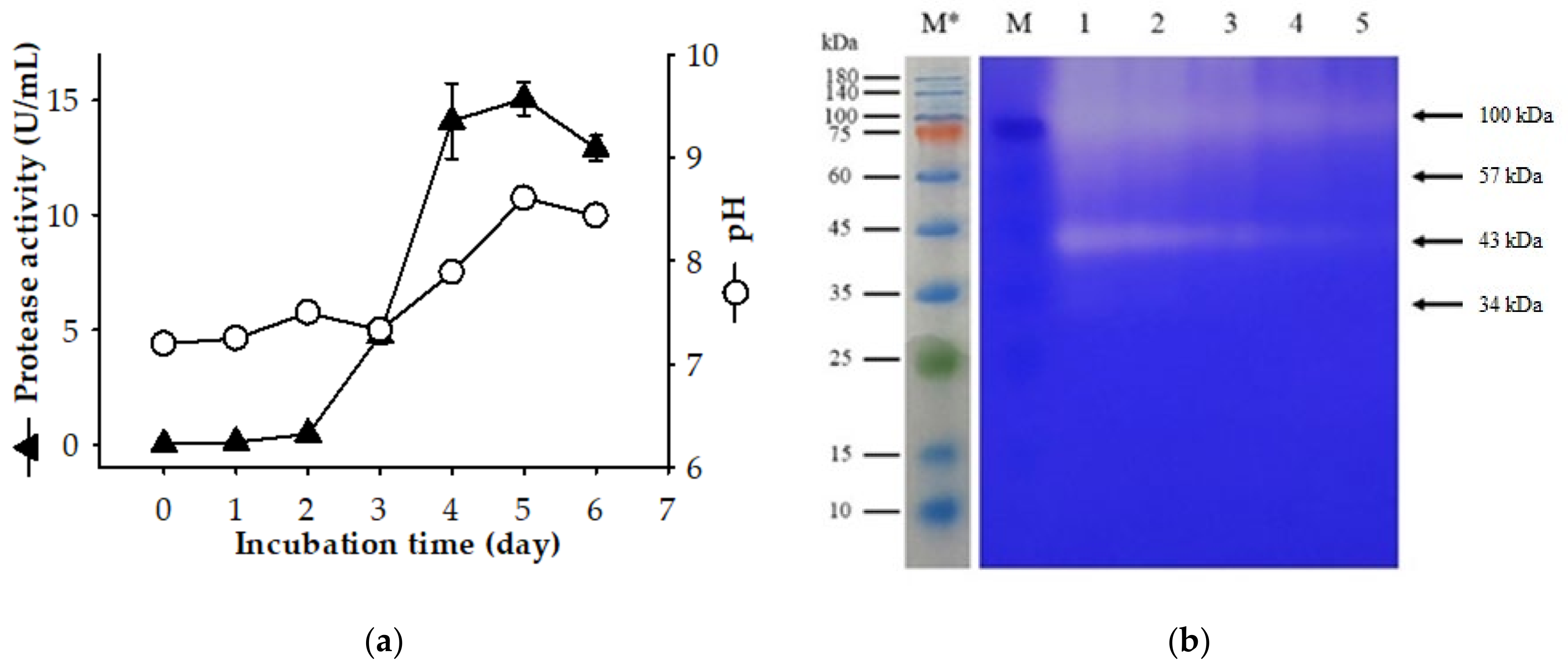 Marinedrugs 19 00477 g001 Marinedrugs 19 00477 g001