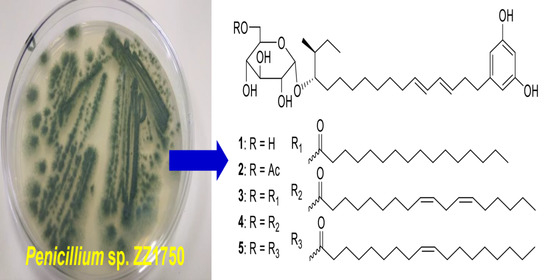 Marine Drugs Free Full Text New Antiproliferative Compounds Against Glioma Cells From The Marine Sourced Fungus Penicillium Sp Zz1750 Html