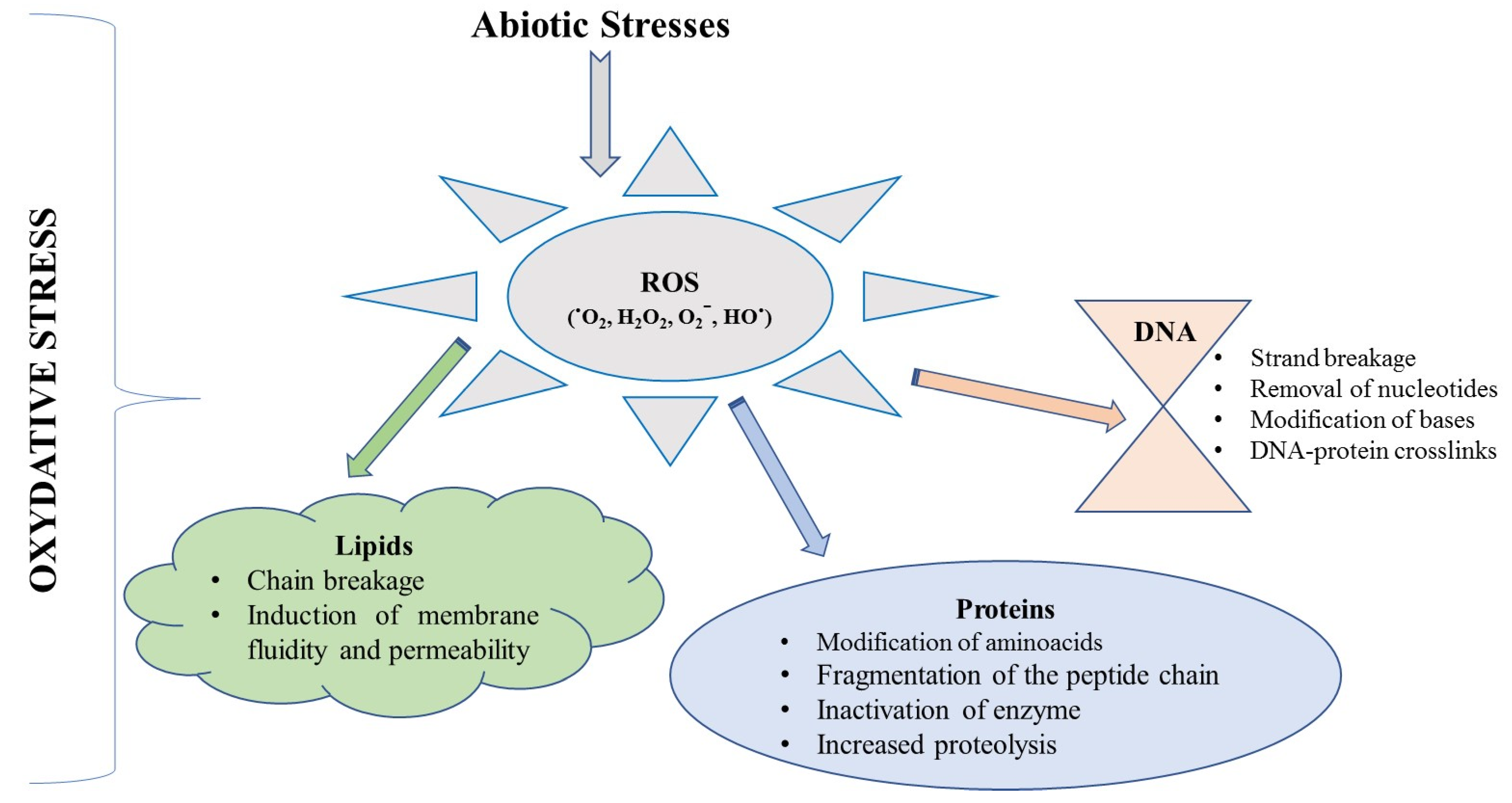 Marine Algae-Derived Bioactive Compounds: A New Wave of