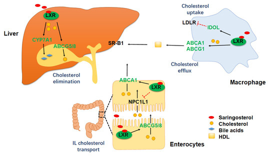 Marine Drugs | Free Full-Text | Saringosterol from Sargassum fusiforme ...