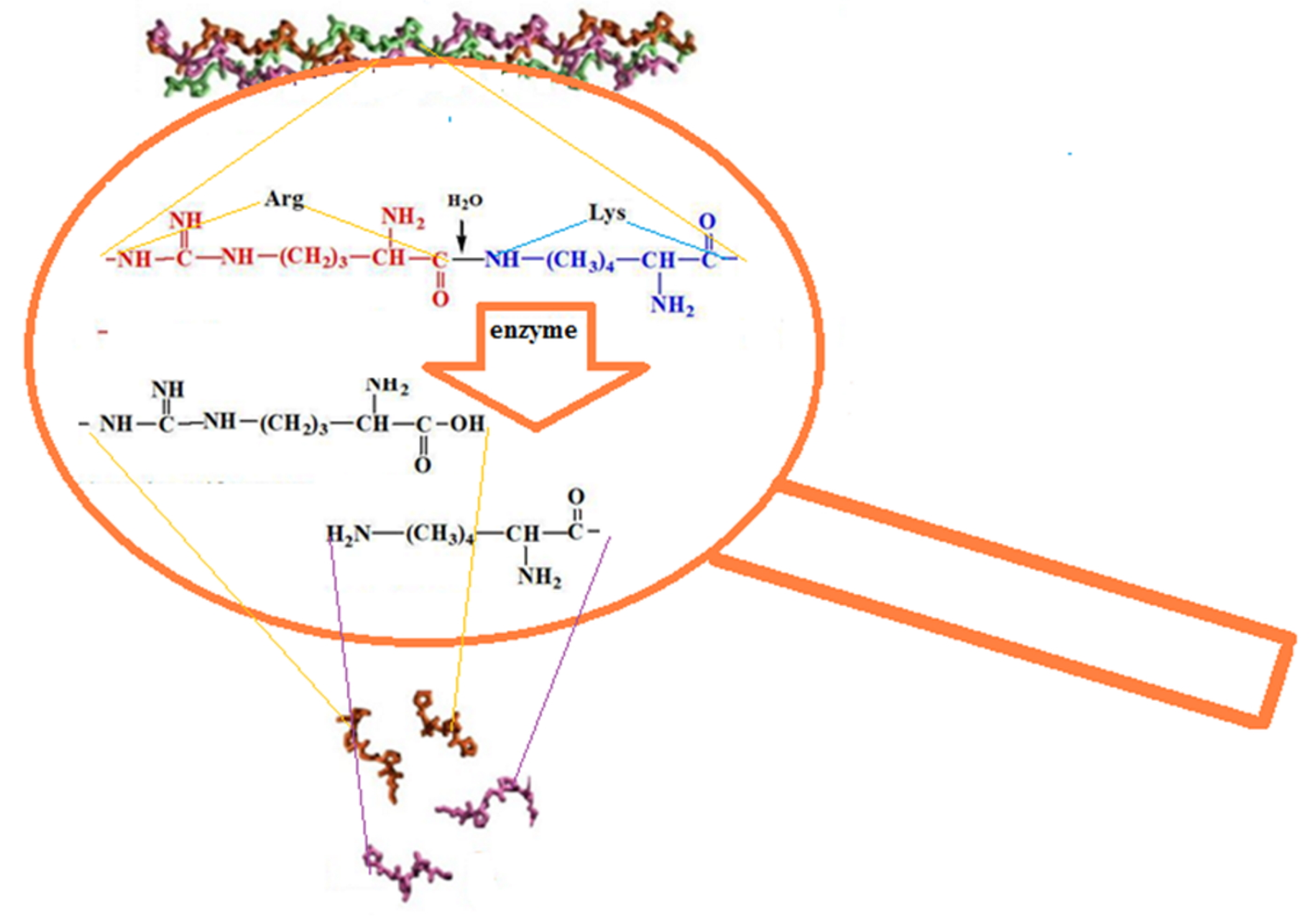 Marinedrugs 19 00502 g005