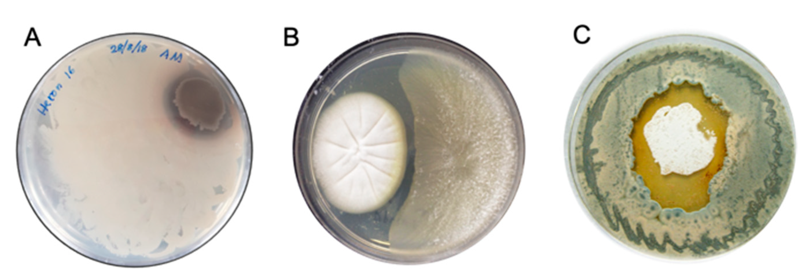 Marinedrugs 19 00503 g003 550