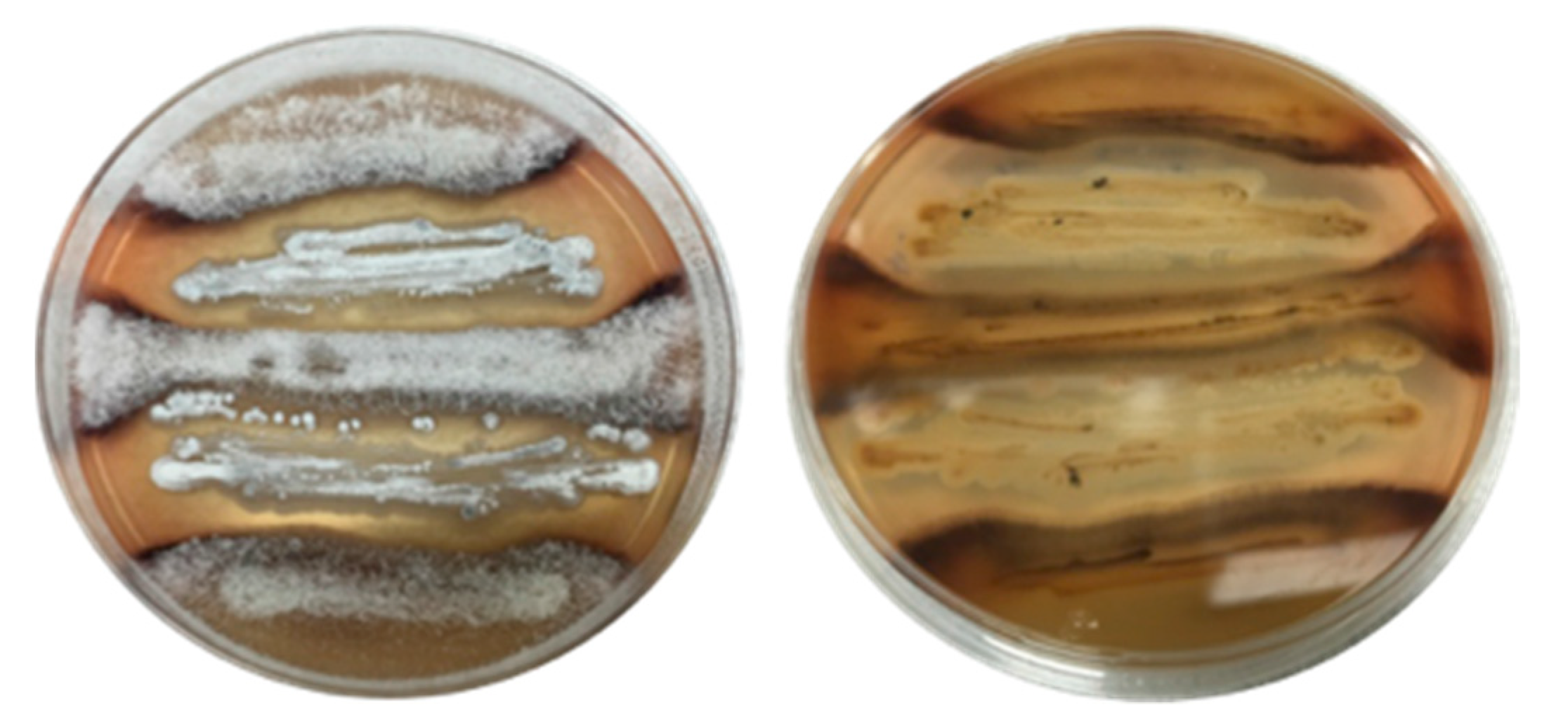 Marinedrugs 19 00503 g004 550