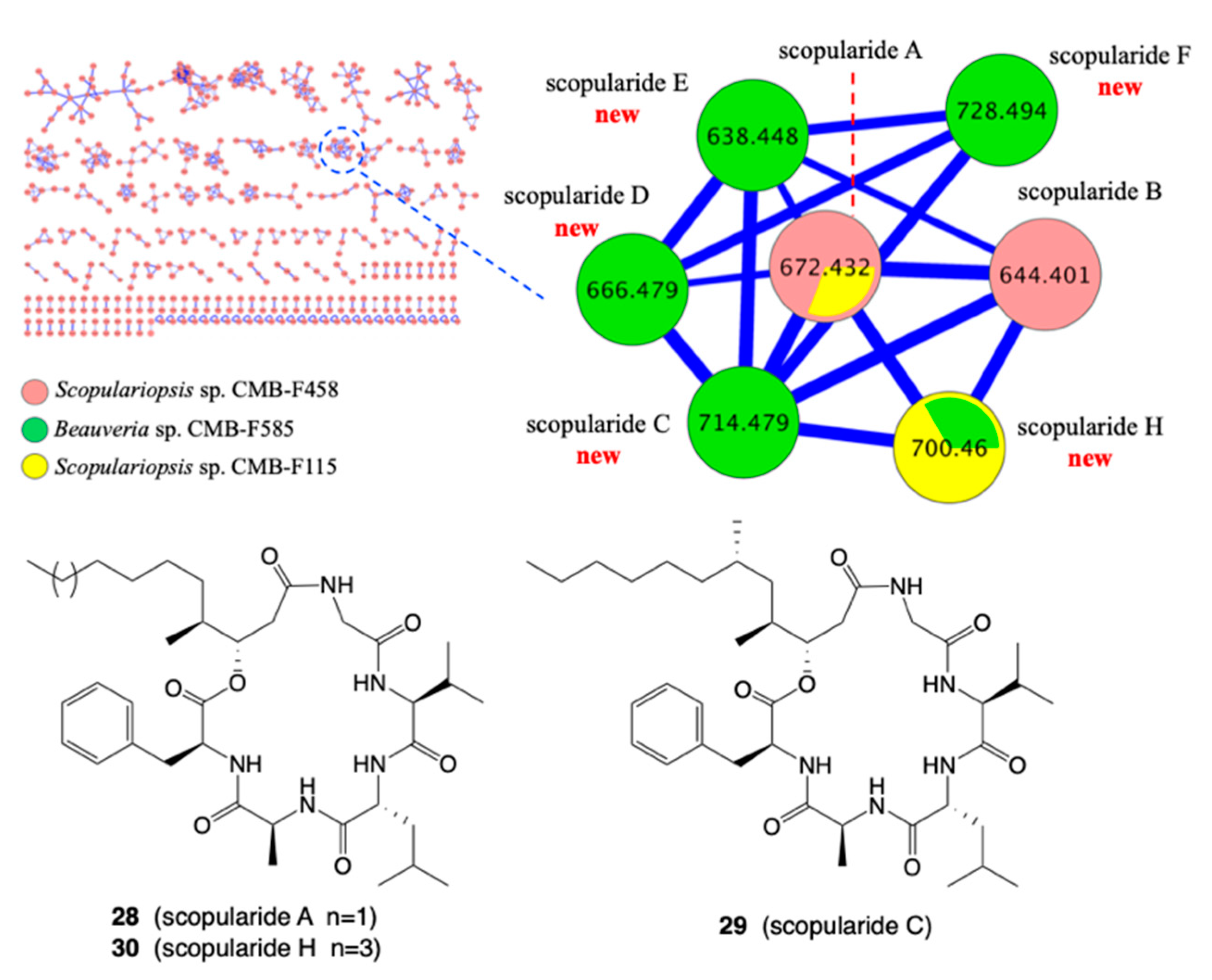 Marinedrugs 19 00503 g010 550