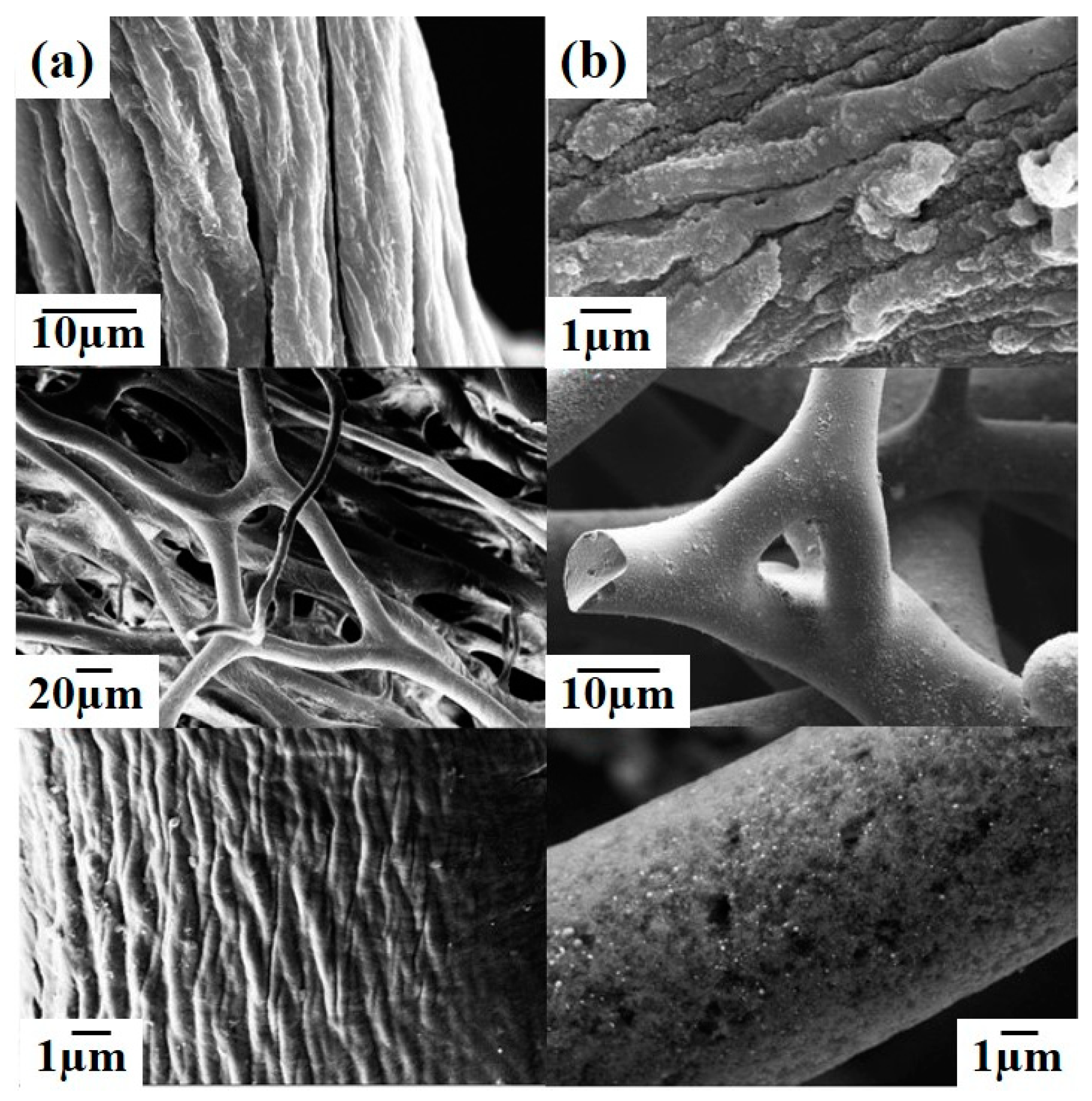 Marinedrugs 19 00512 g002