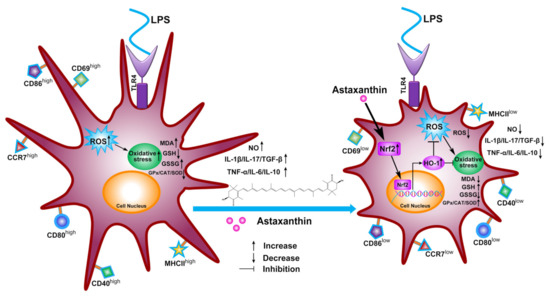Astaxanthin Provides Antioxidant Protection in LPS-Induced