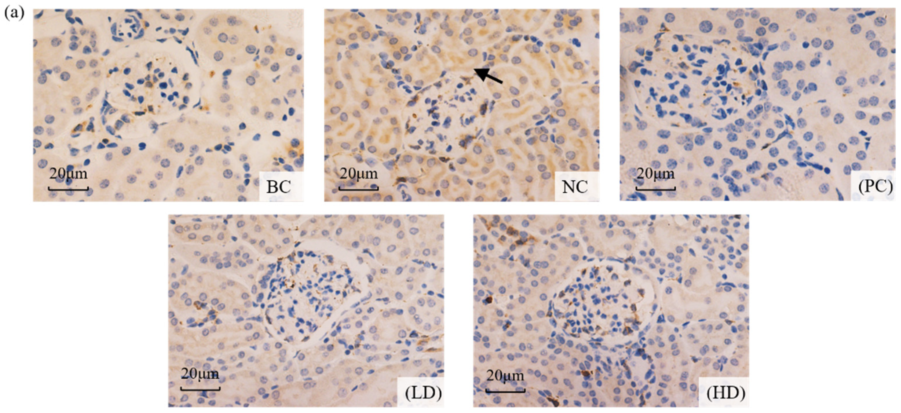 Marinedrugs 19 00539 g006a Marinedrugs 19 00539 g006a