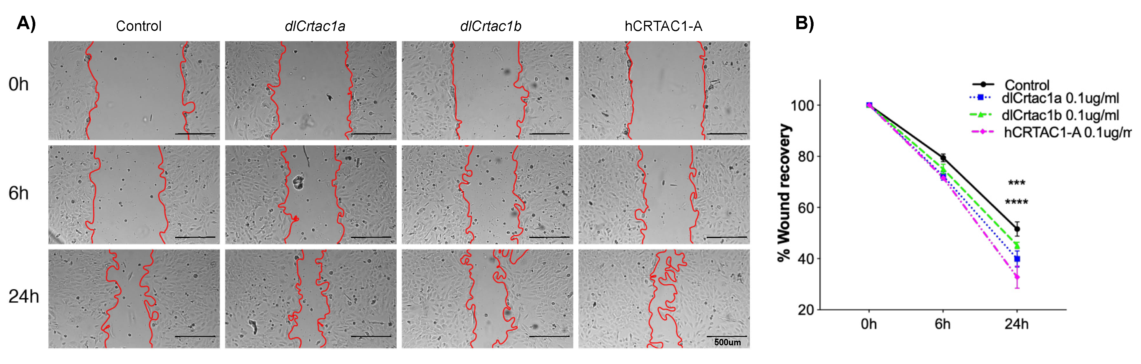 Marinedrugs 19 00541 g001 Marinedrugs 19 00541 g001