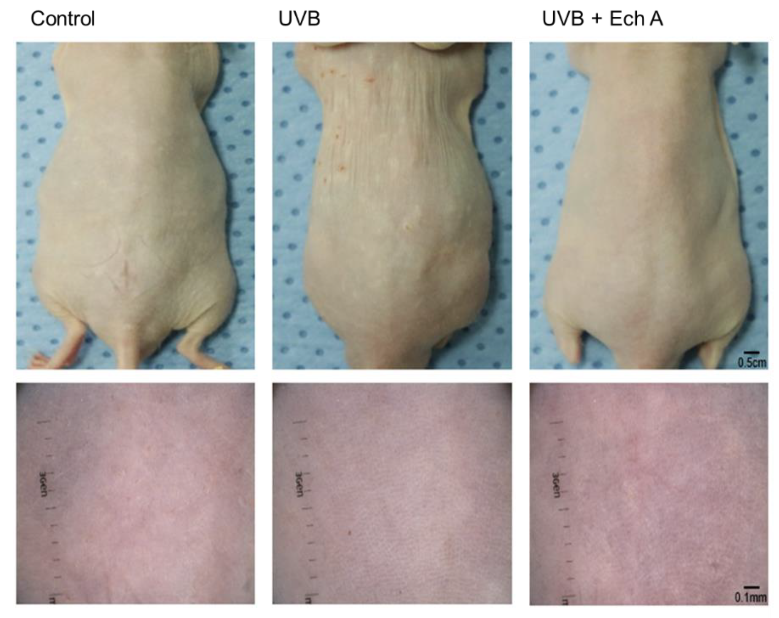 Marinedrugs 19 00550 g003 550