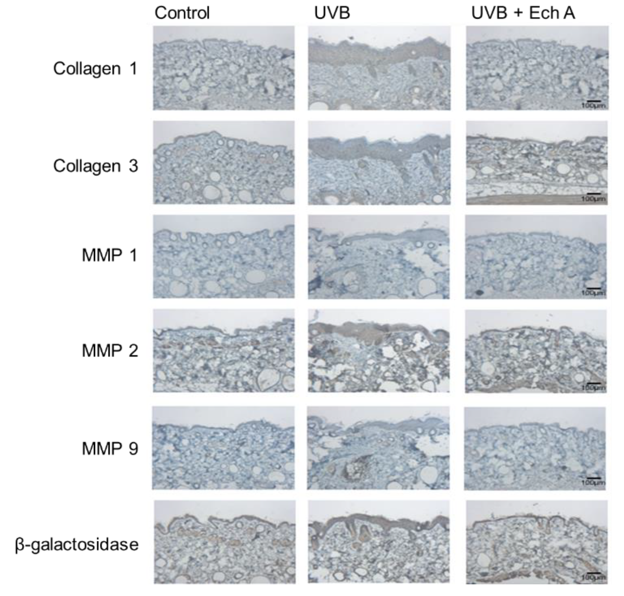 Marinedrugs 19 00550 g007 550