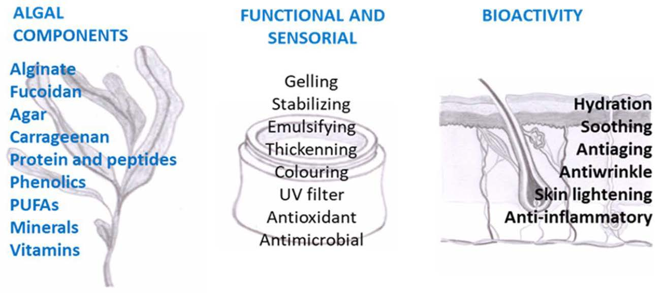 Marine Drugs Free FullText Applying Seaweed Compounds in Cosmetics