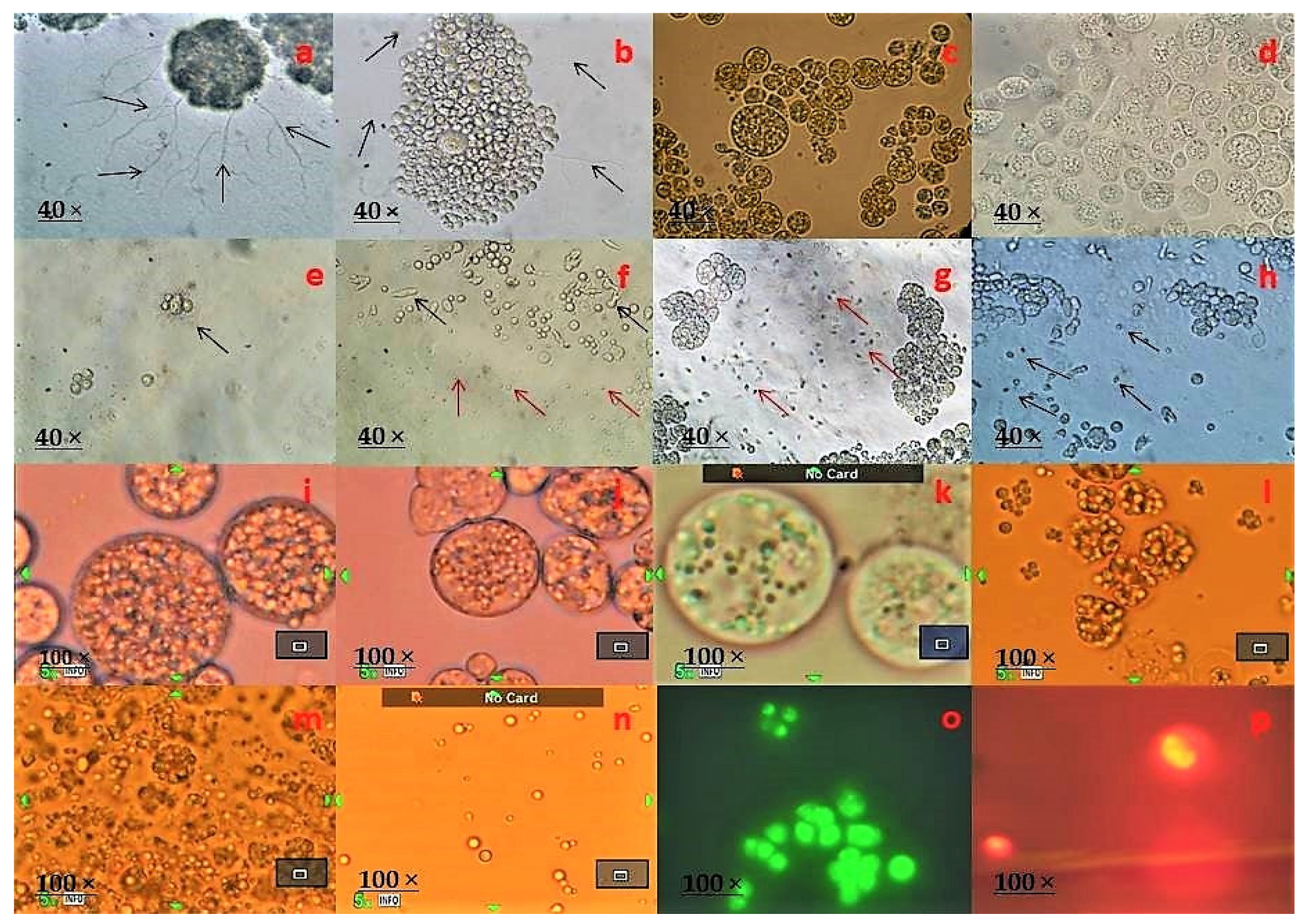 Marinedrugs 19 00571 g002 Marinedrugs 19 00571 g002