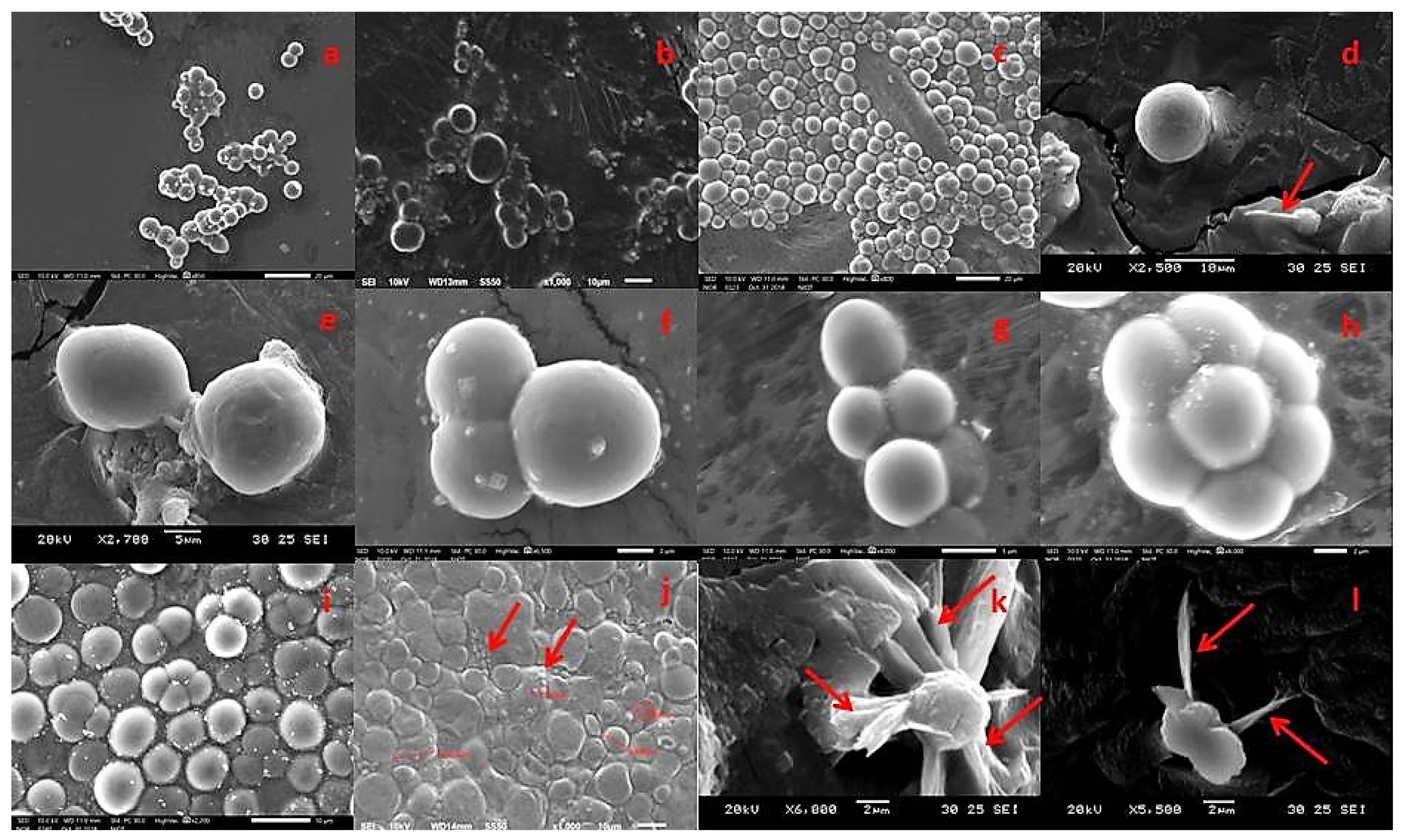 Marinedrugs 19 00571 g003 Marinedrugs 19 00571 g003