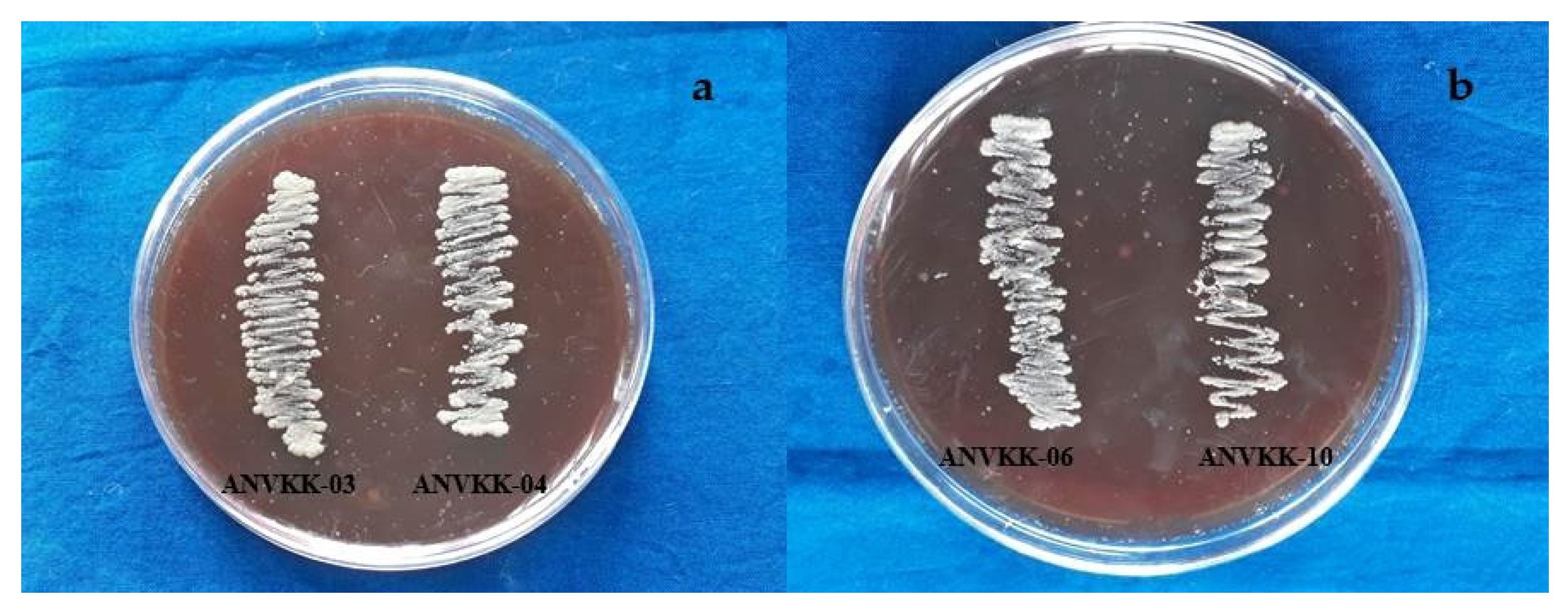 Marinedrugs 19 00571 g007 Marinedrugs 19 00571 g007