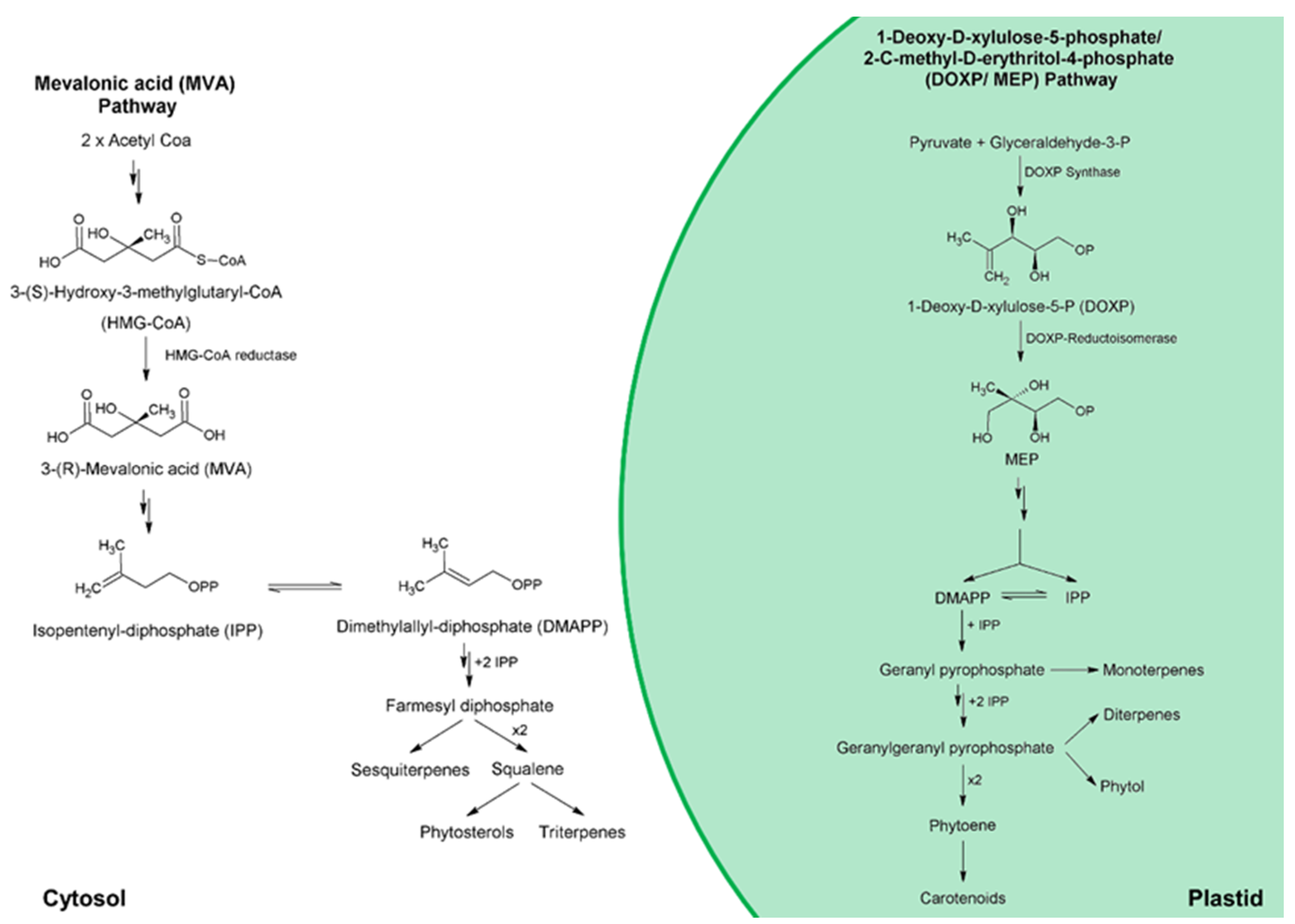 Marinedrugs 19 00573 g007 550