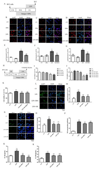 専用ページ４ ω-3 DPA Protected Neurons from Neuroinflammation by