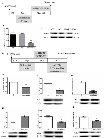 専用ページ４ ω-3 DPA Protected Neurons from Neuroinflammation by