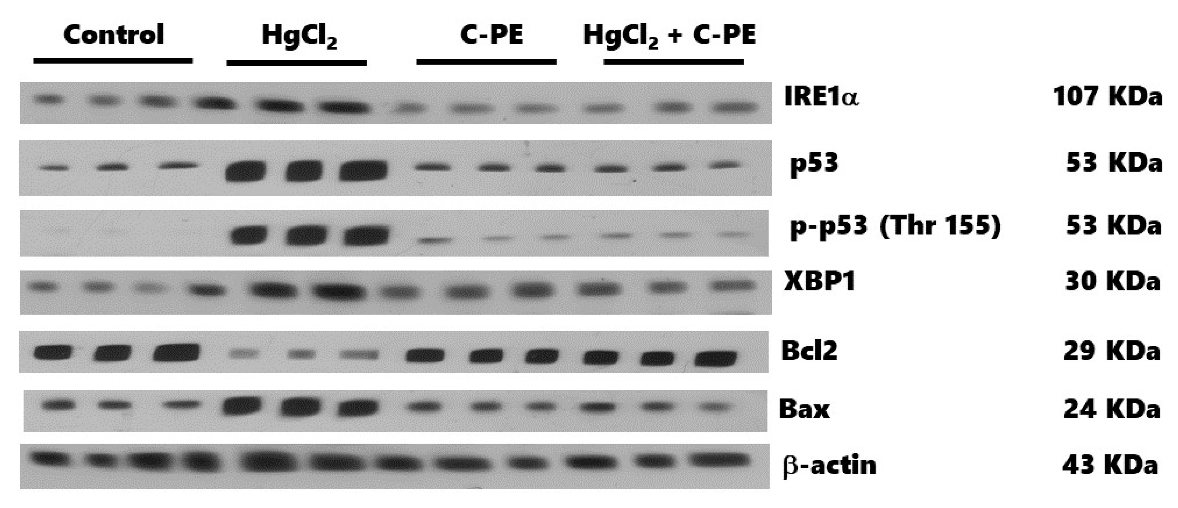 Marinedrugs 19 00589 g011