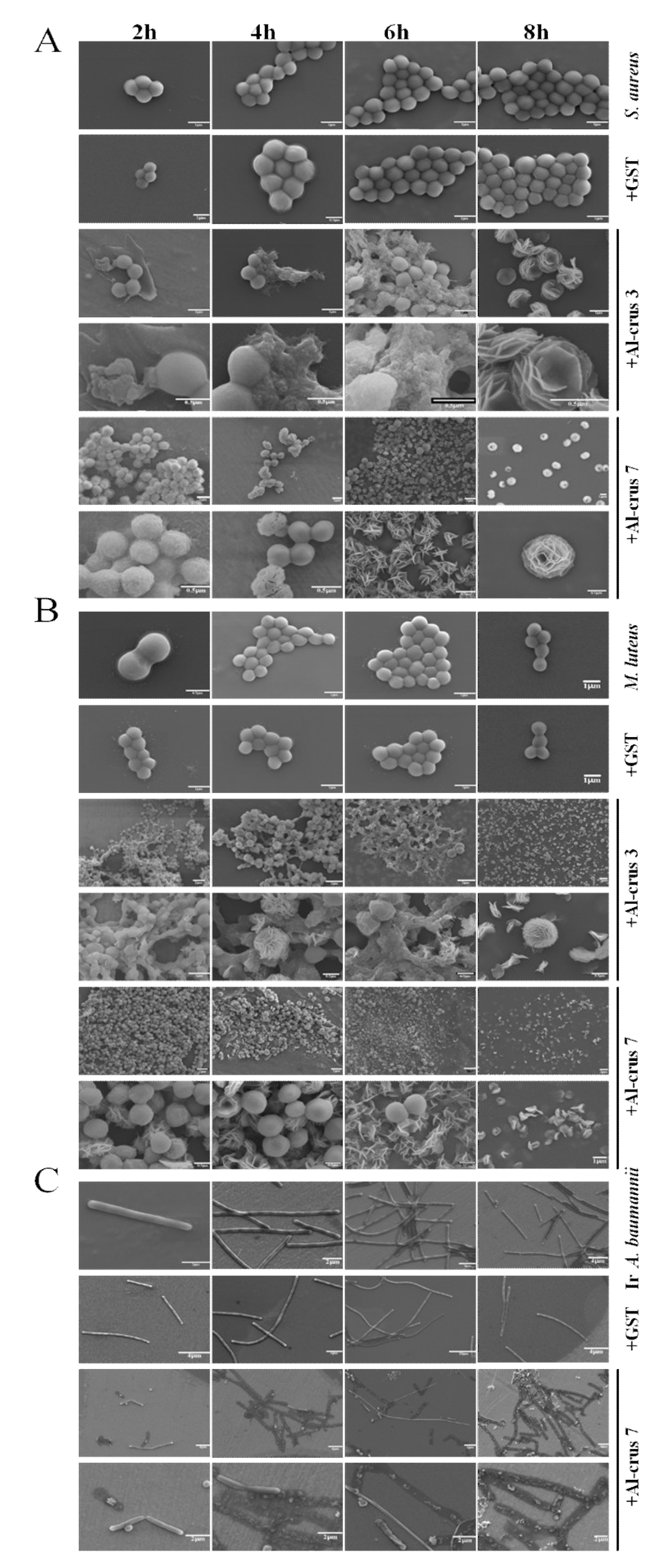 Marinedrugs 19 00600 g004