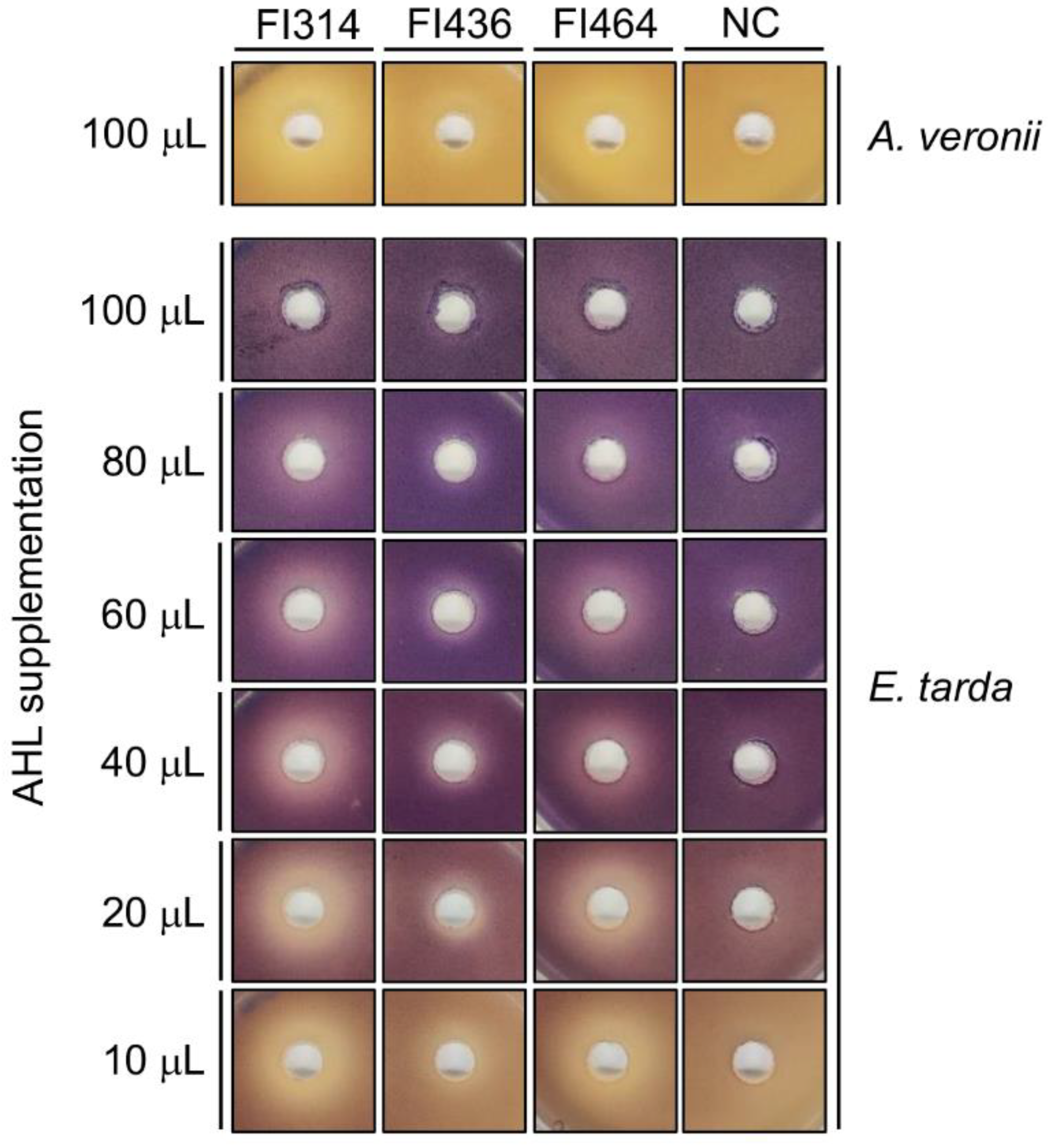Marinedrugs 19 00602 g004 Marinedrugs 19 00602 g004