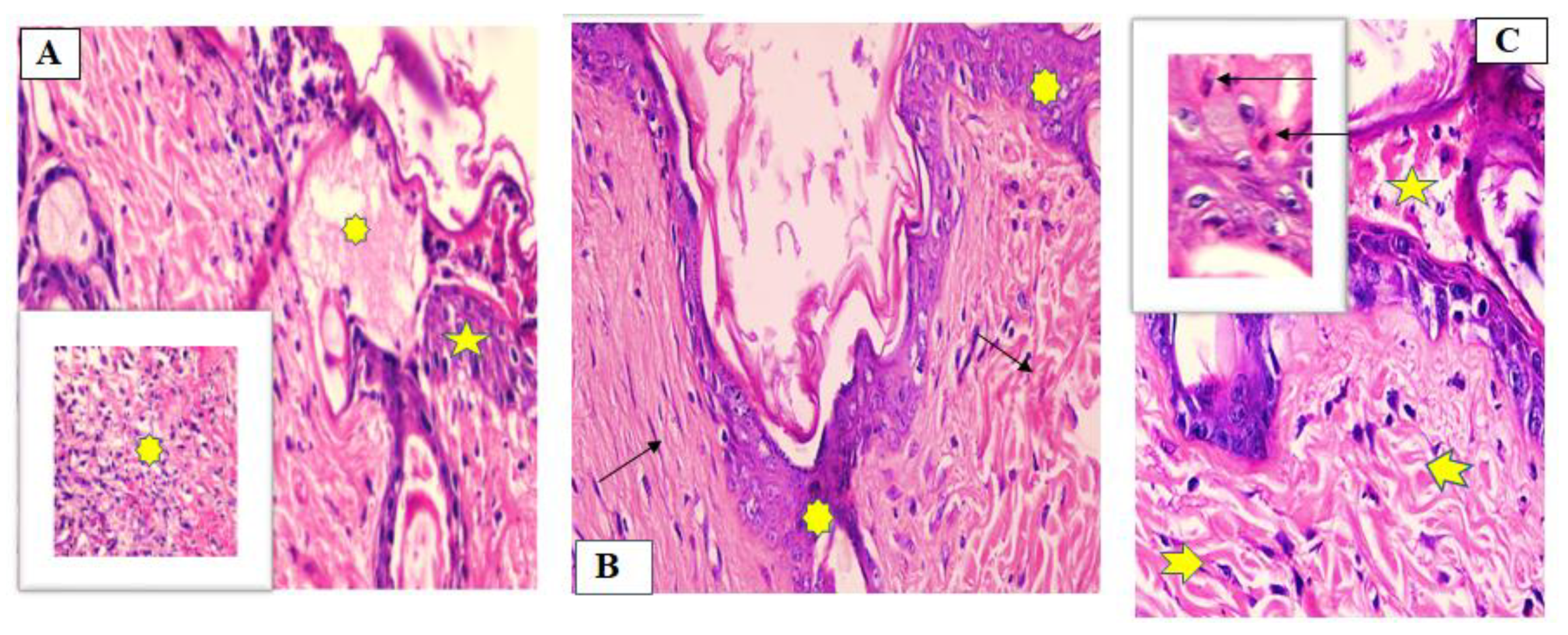 Marinedrugs 19 00605 g007 Marinedrugs 19 00605 g007