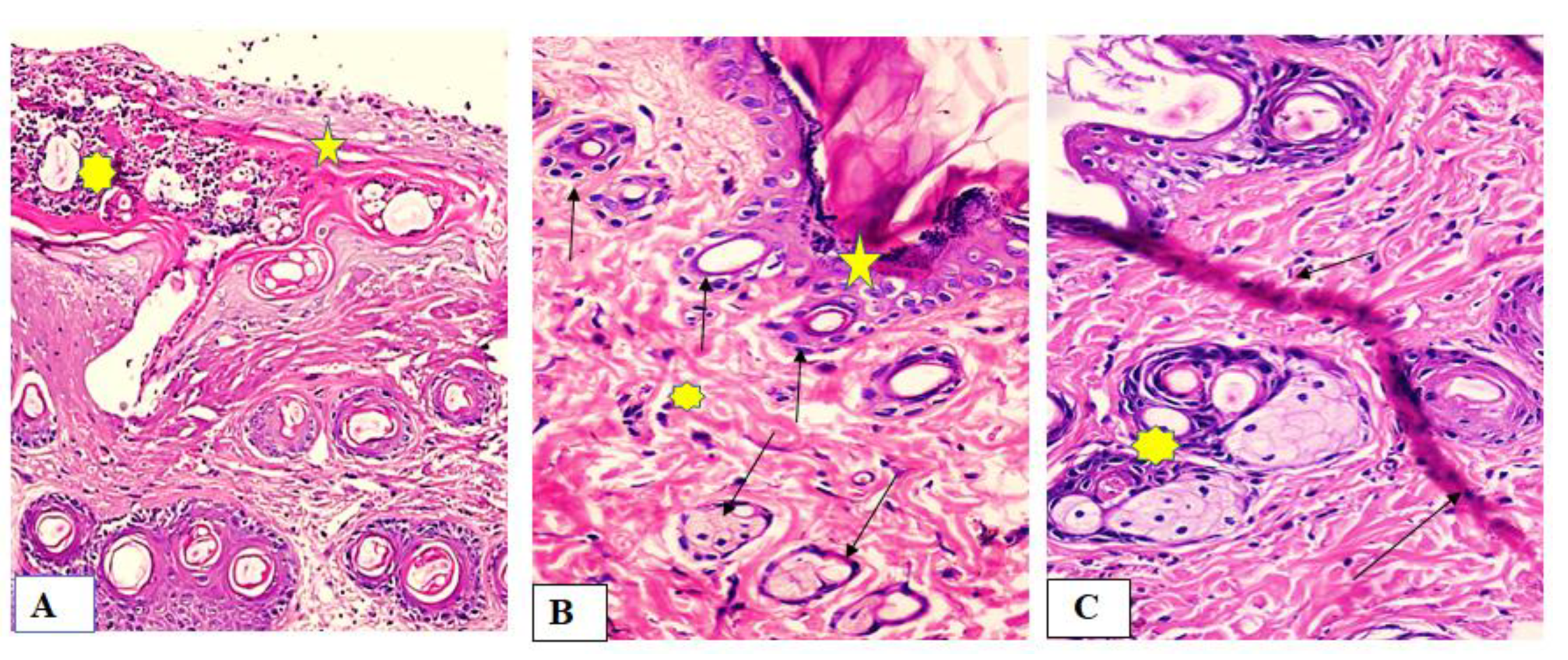 Marinedrugs 19 00605 g008 Marinedrugs 19 00605 g008